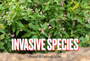 Enter records for invasive alien species in Northern Ireland