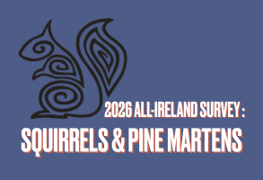 Enter records for the 2026 all-Ireland Squirrels and Pine Marten survey