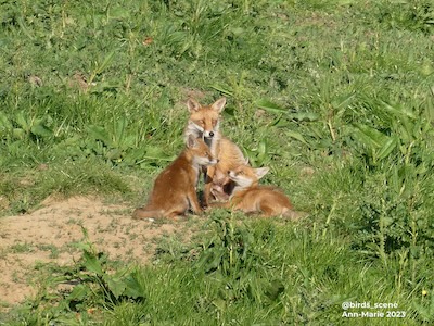 Fox picture