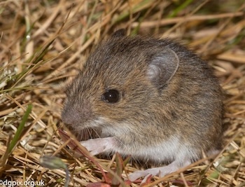 Small mammal picture
