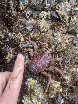 Galathea strigosa Spiny Squat Lobster © Matty Munn