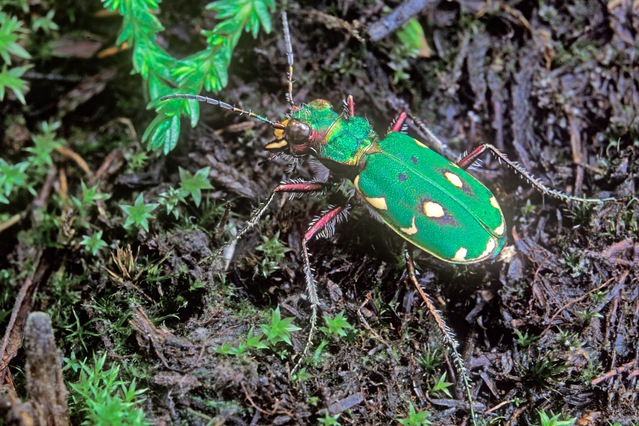 Cicindela campestris