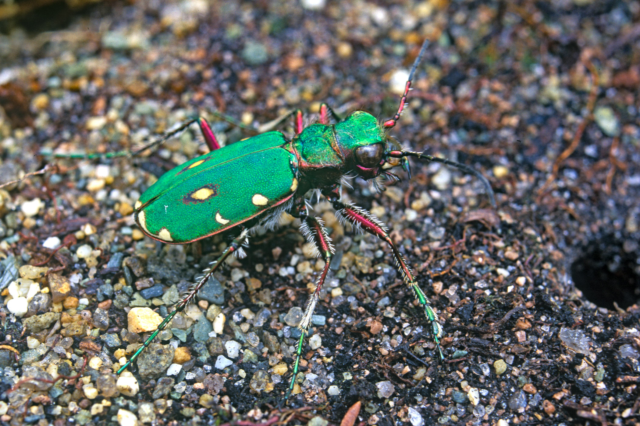 Cicindela campestris