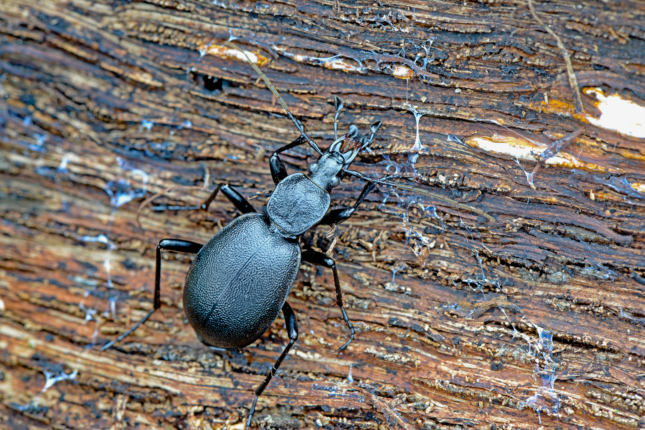 Cychrus caraboides