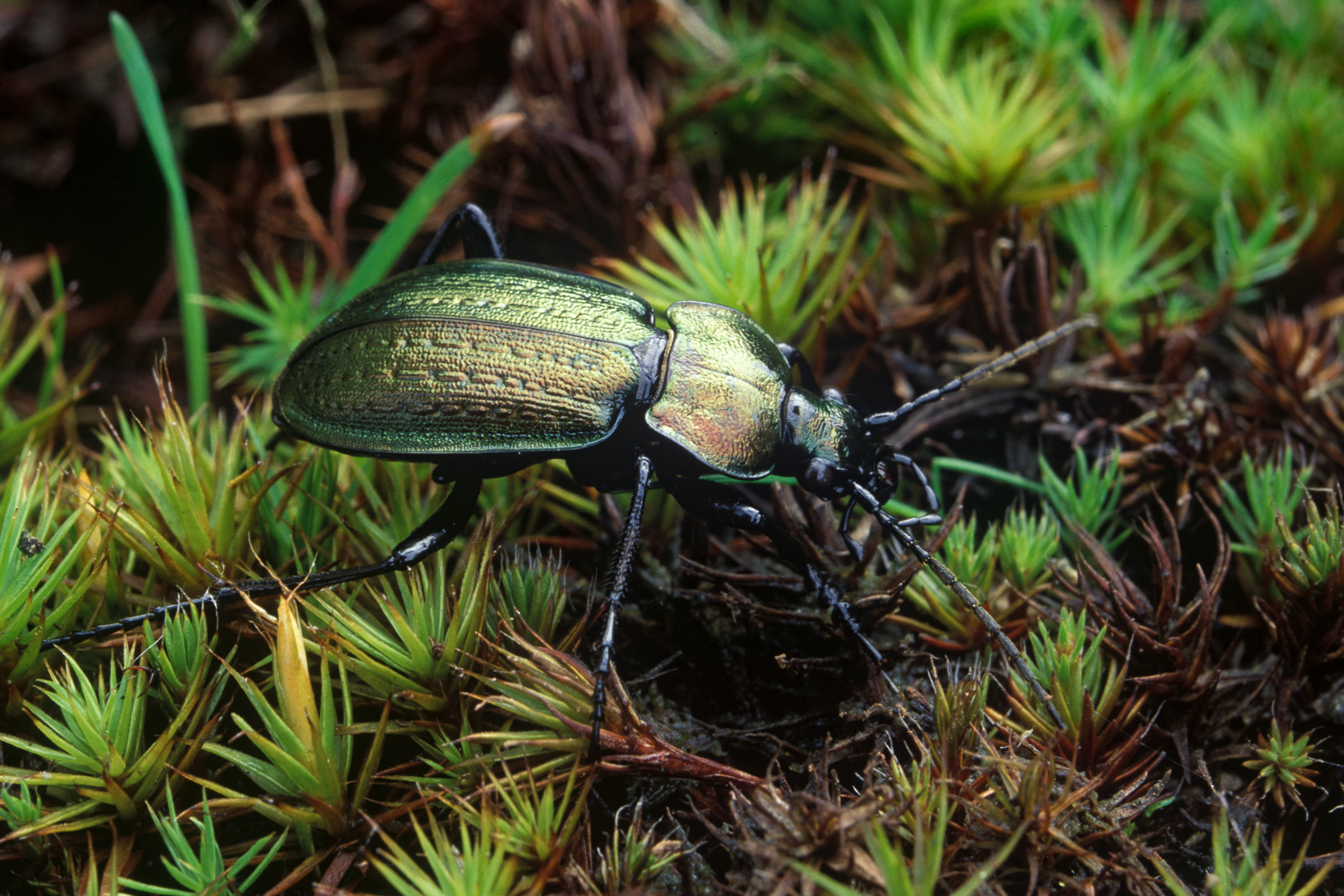 Carabus arvensis