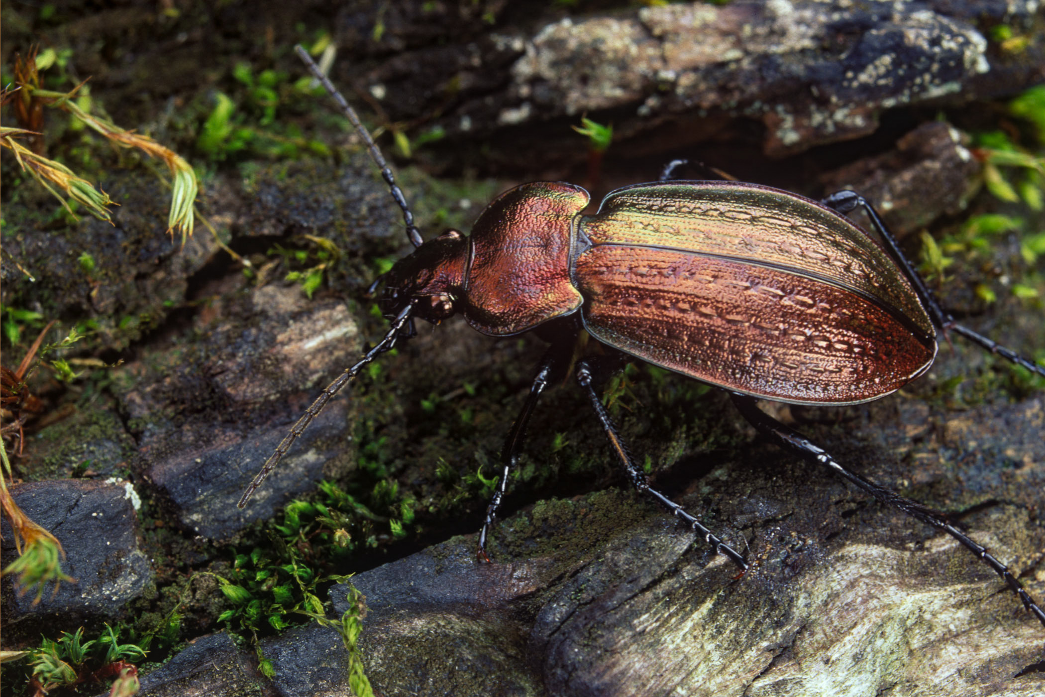 Carabus arvensis