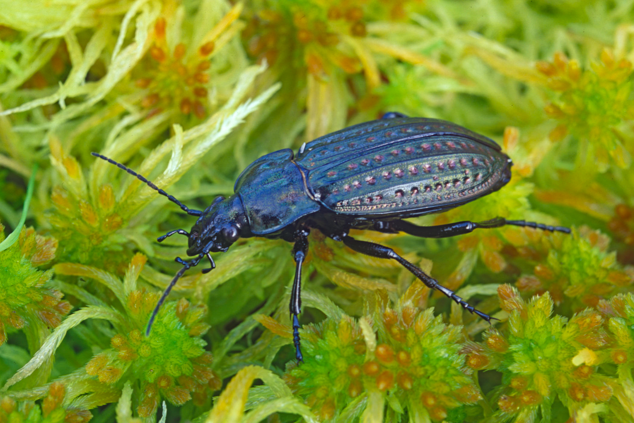 Carabus clatratus