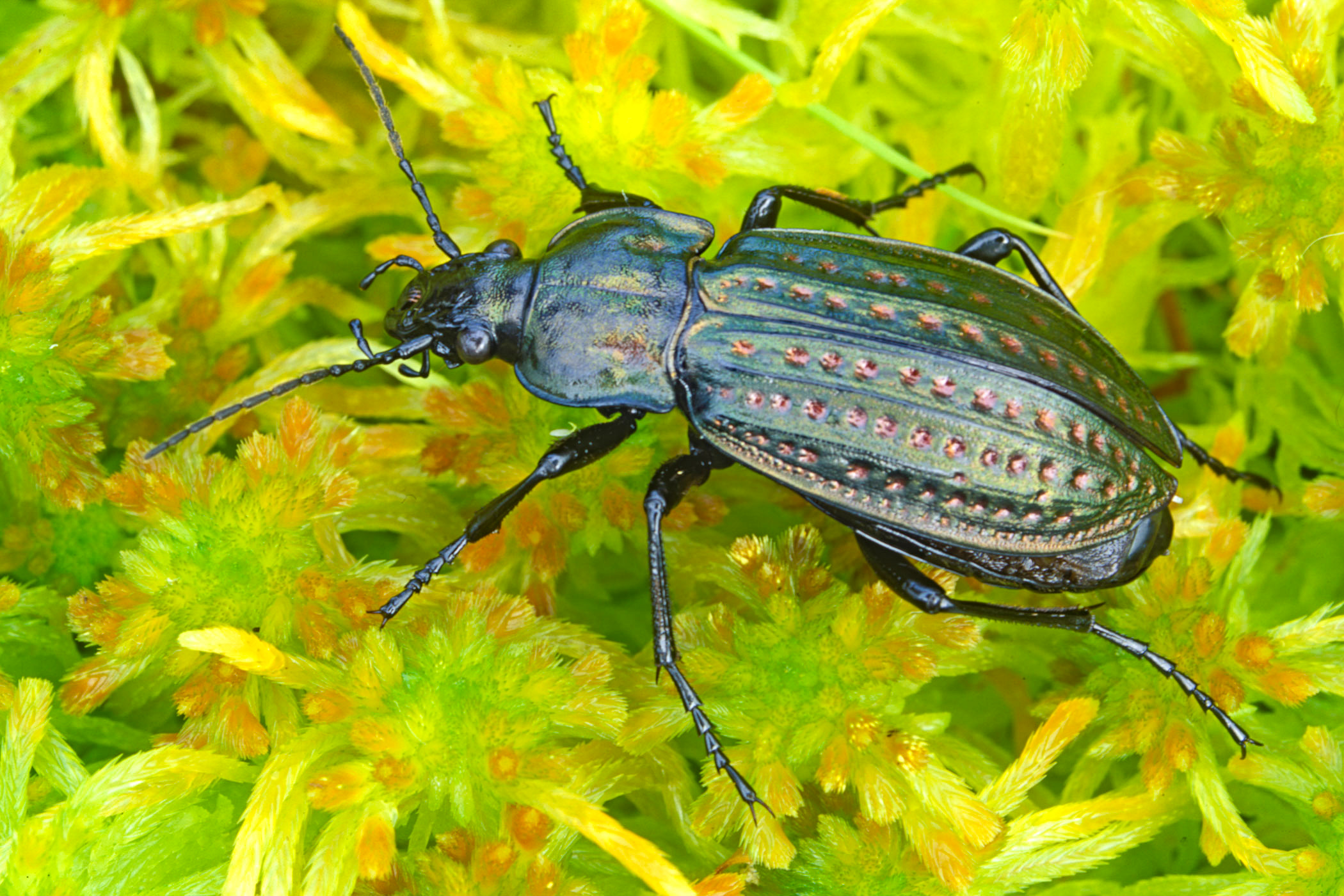 Carabus clatratus