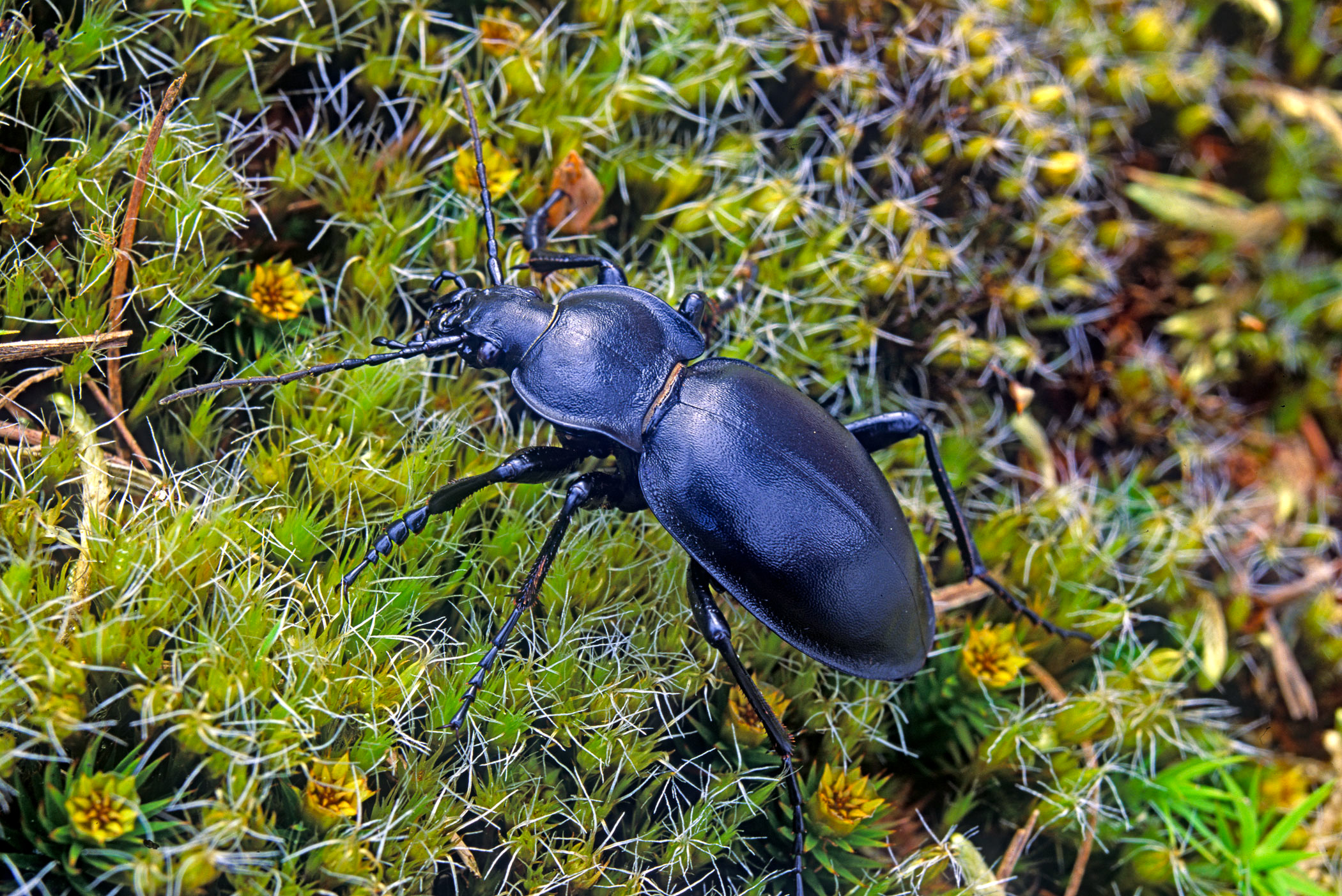 Carabus glabratus