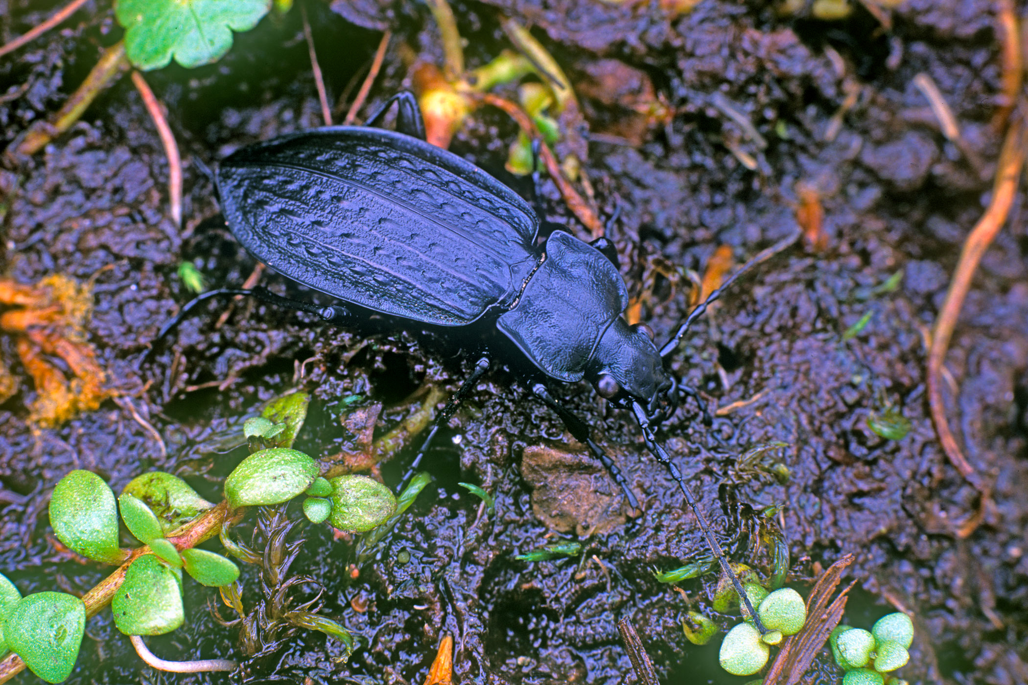 Carabus granulatus