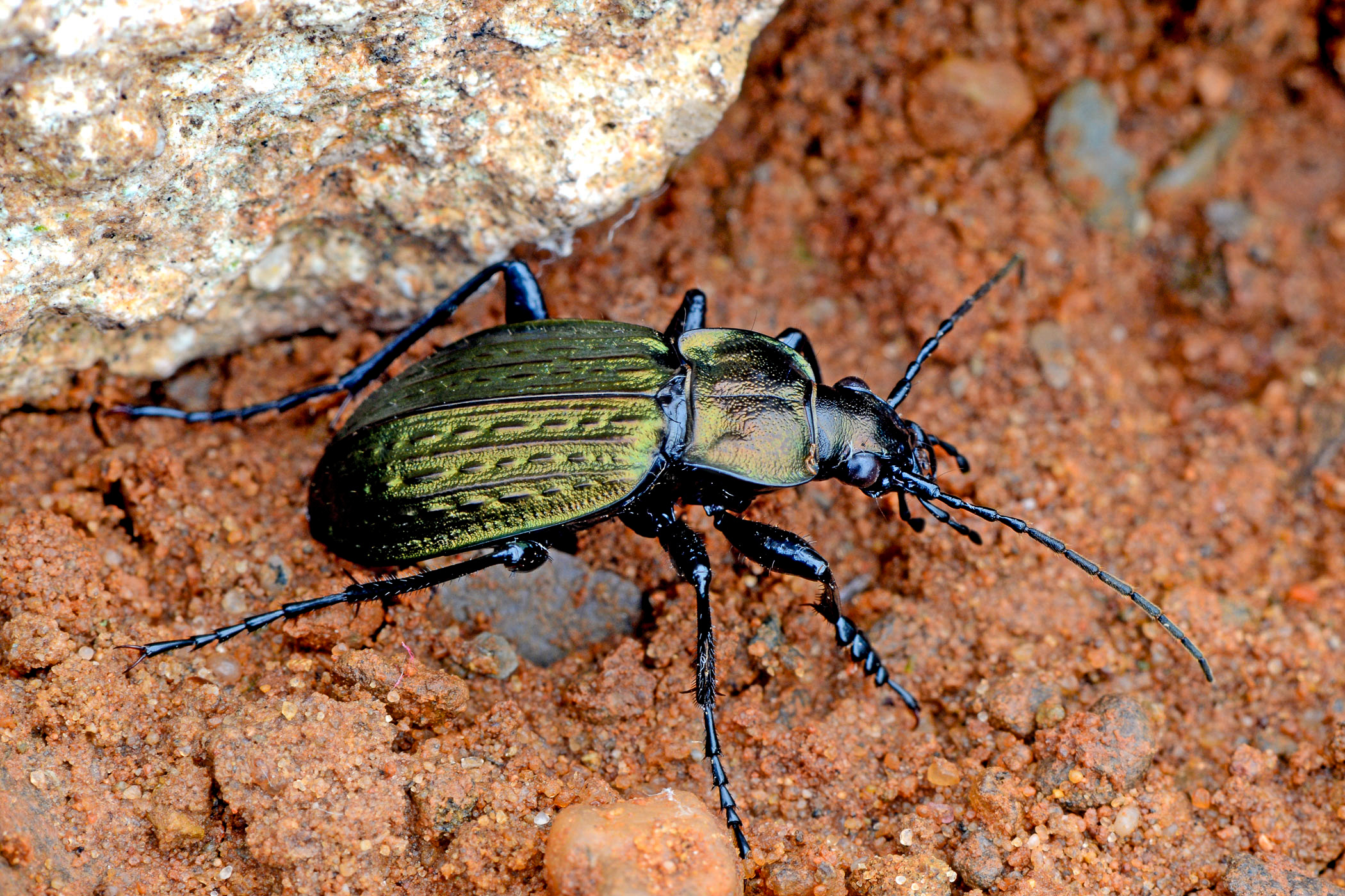 Carabus granulatus