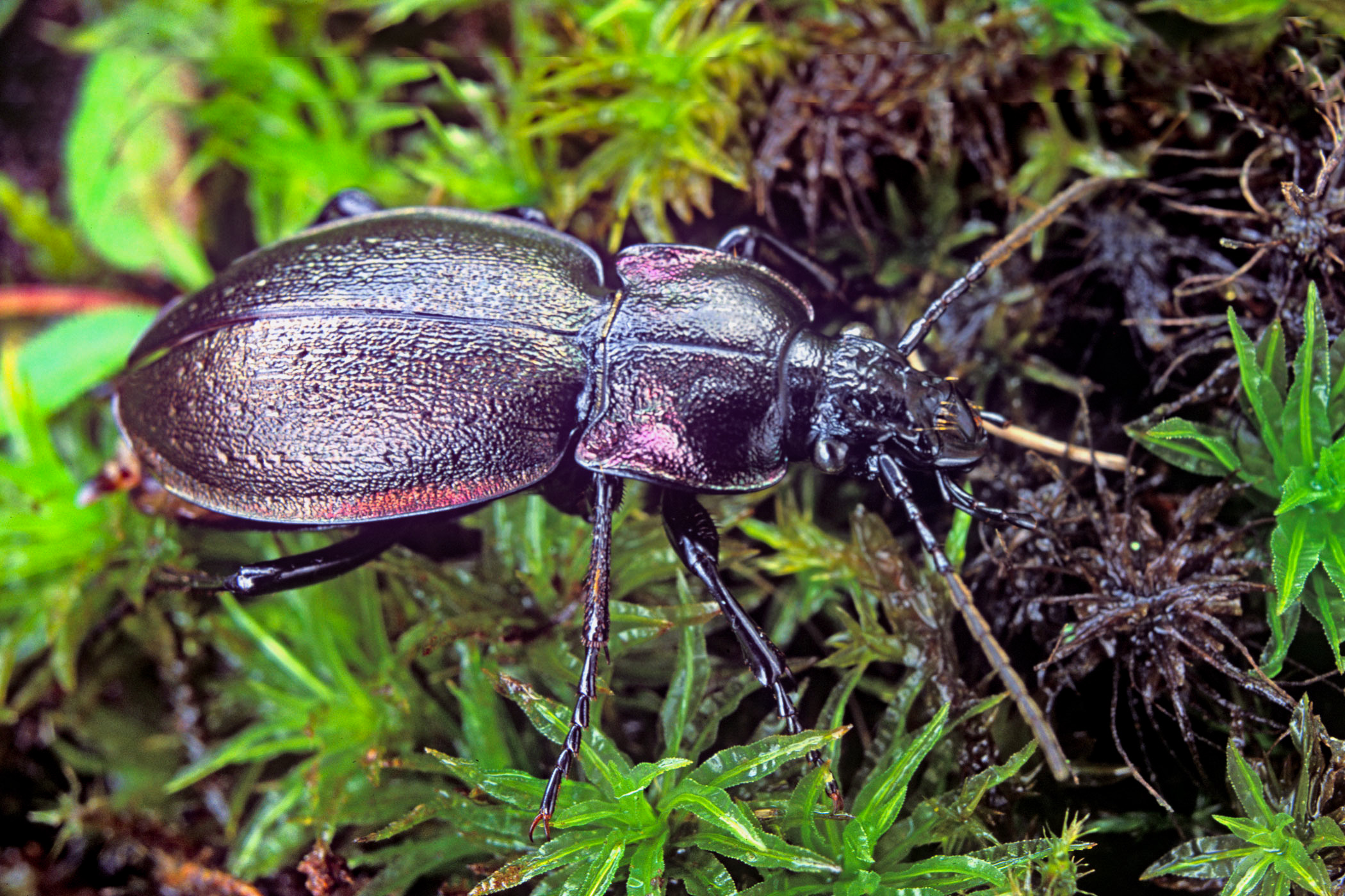 Carabus nemoralis