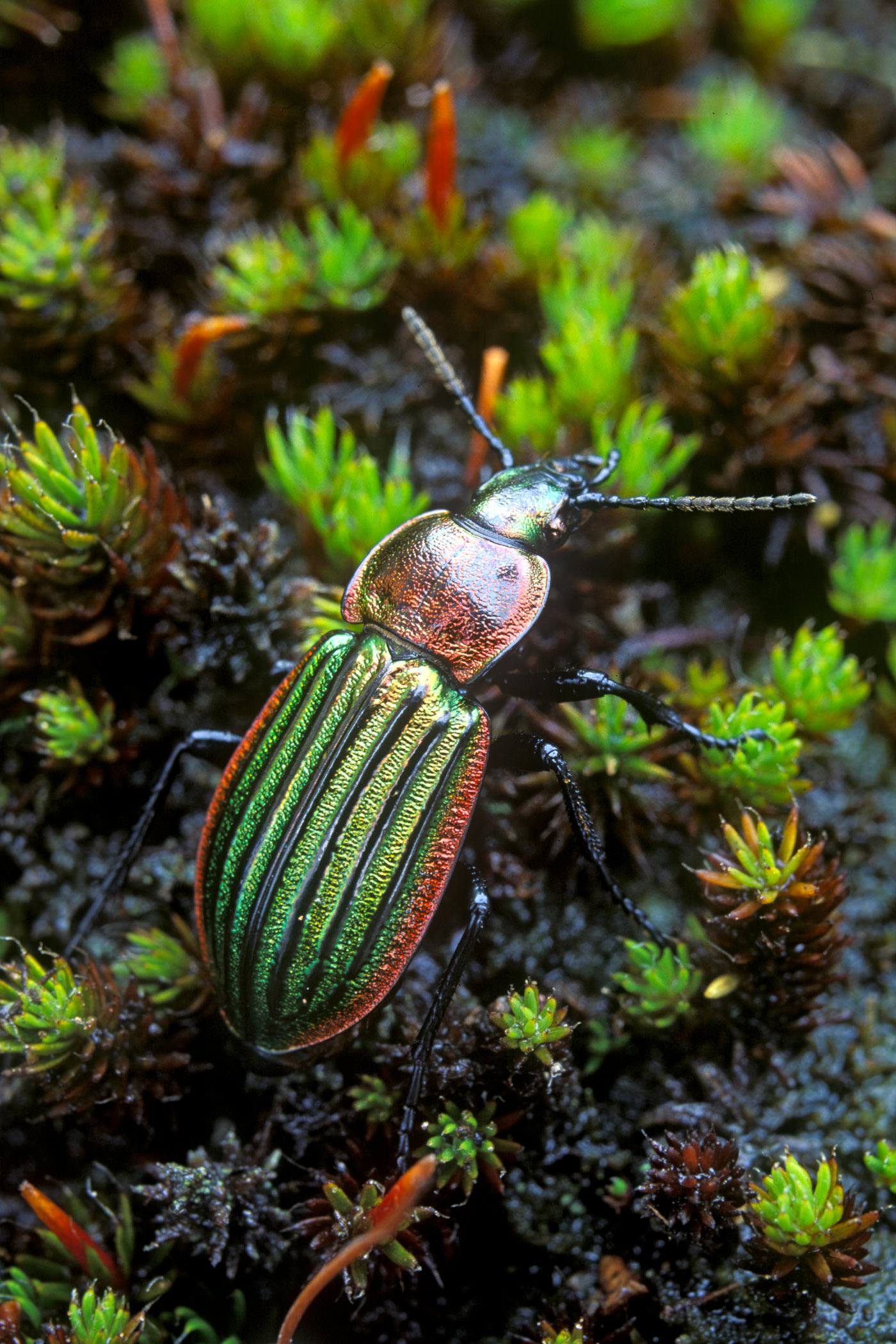 Carabus nitens