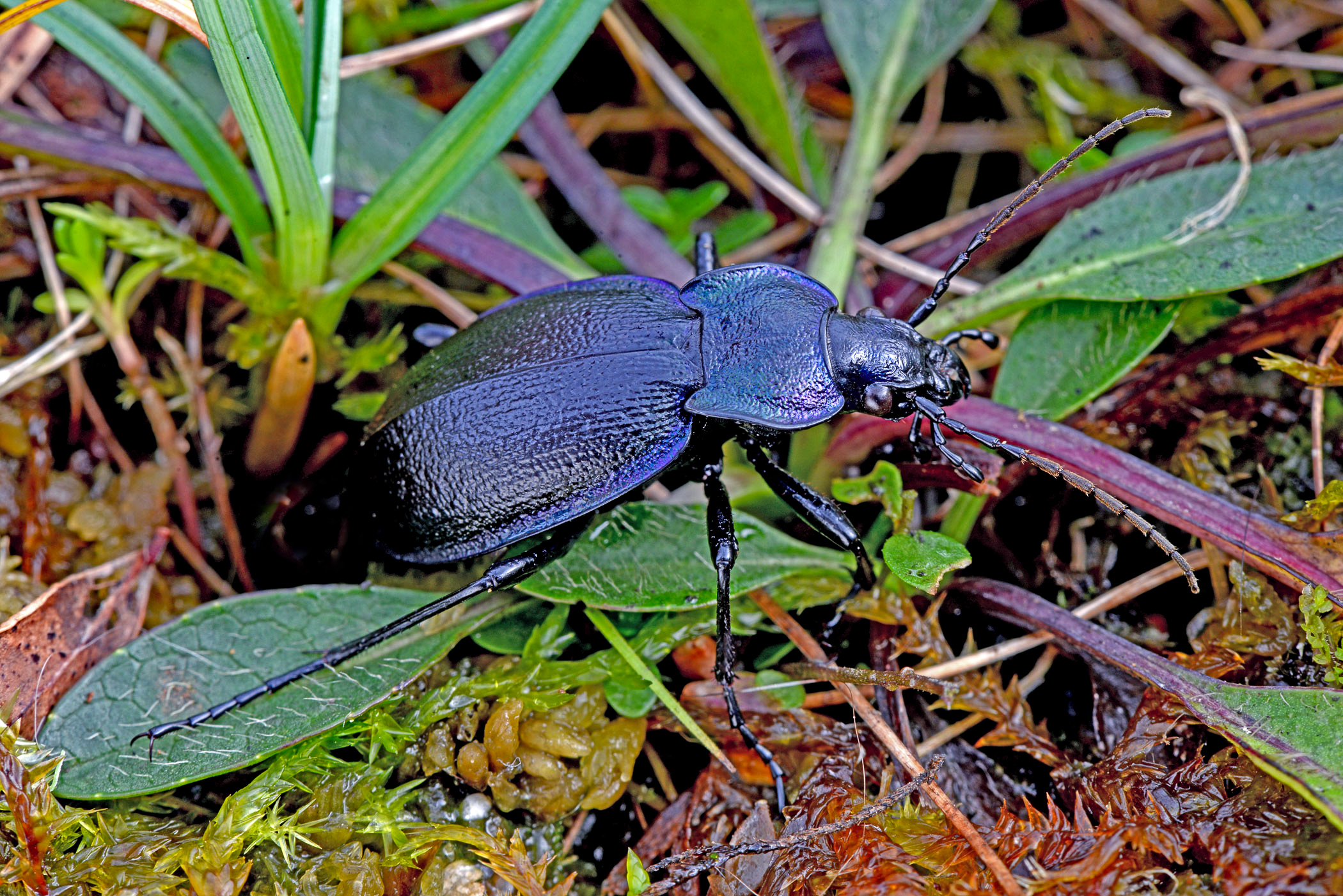 Carabus problematicus