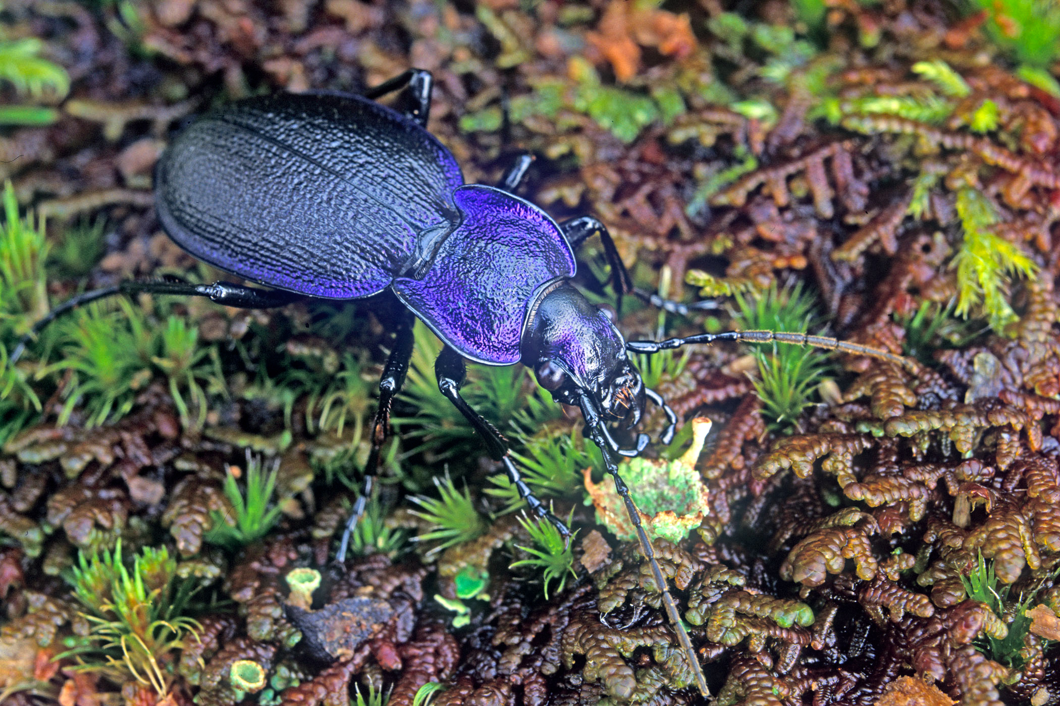 Carabus problematicus