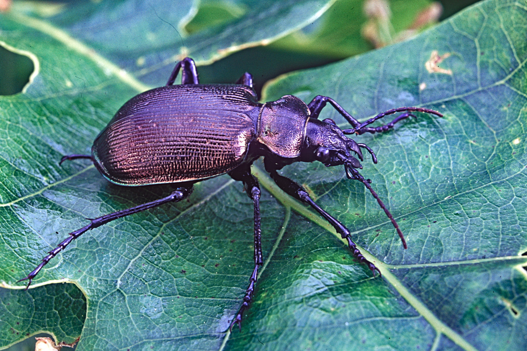 Calosoma inquisitor