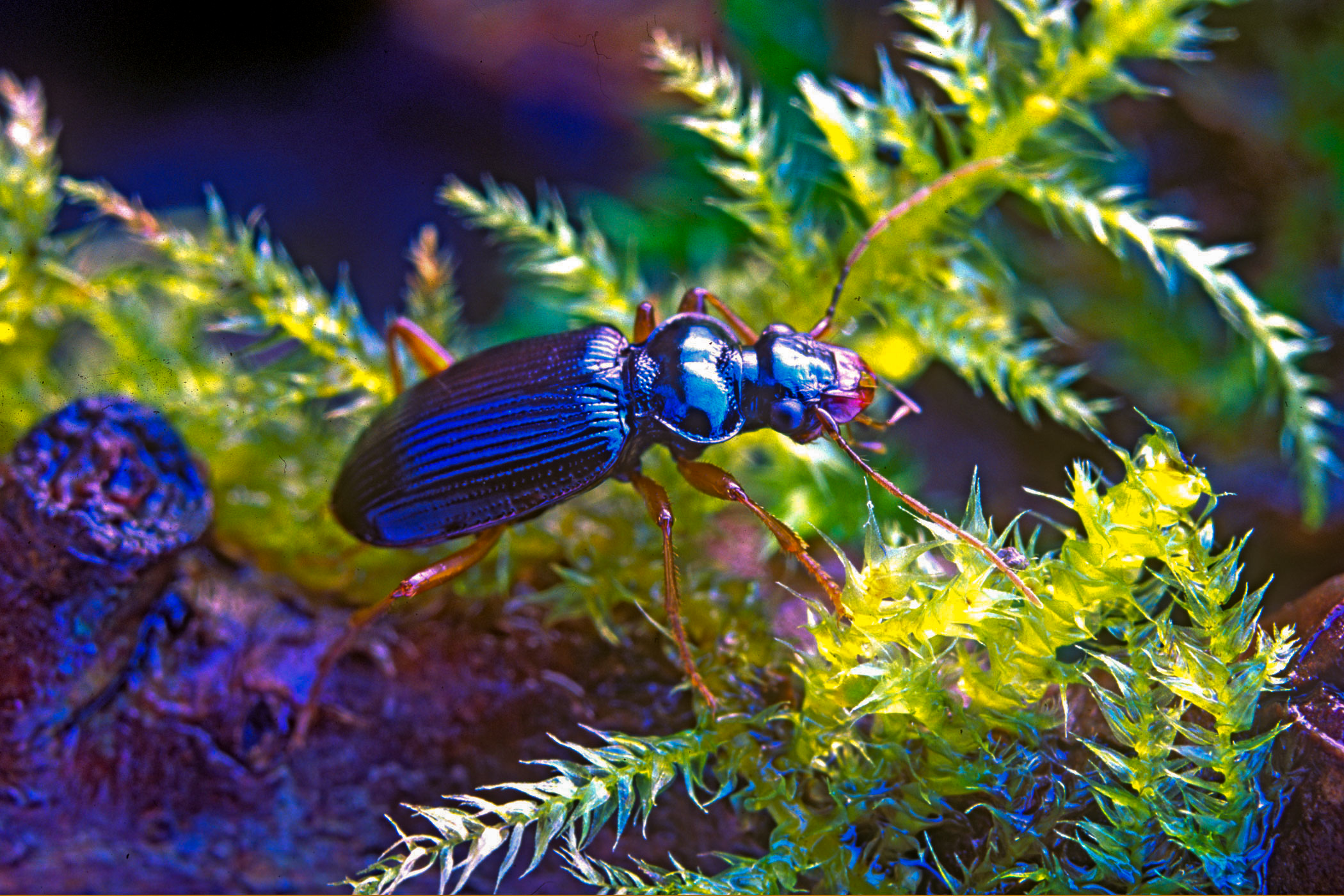 Leistus fulvibarbis