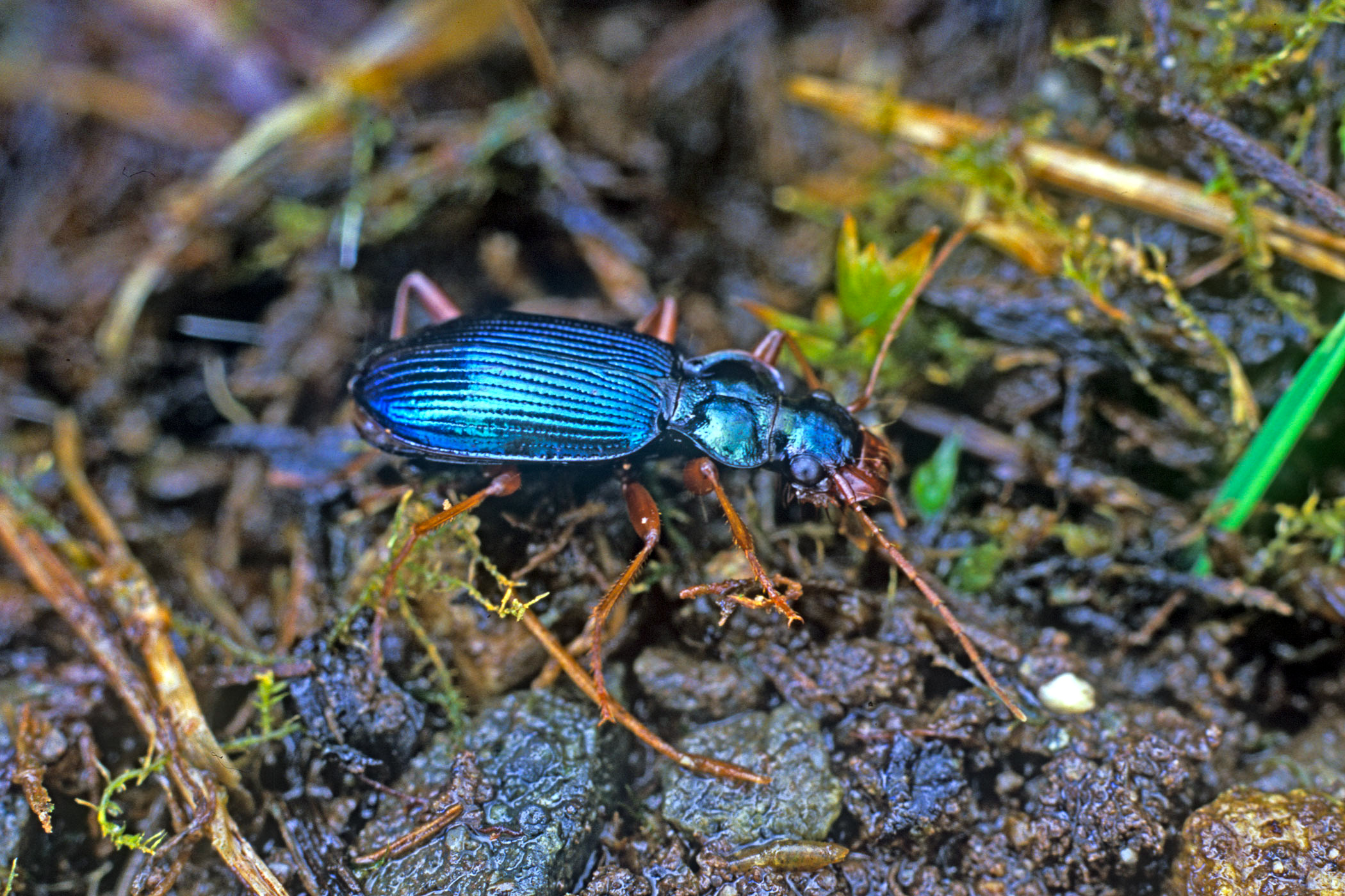 Leistus montanus