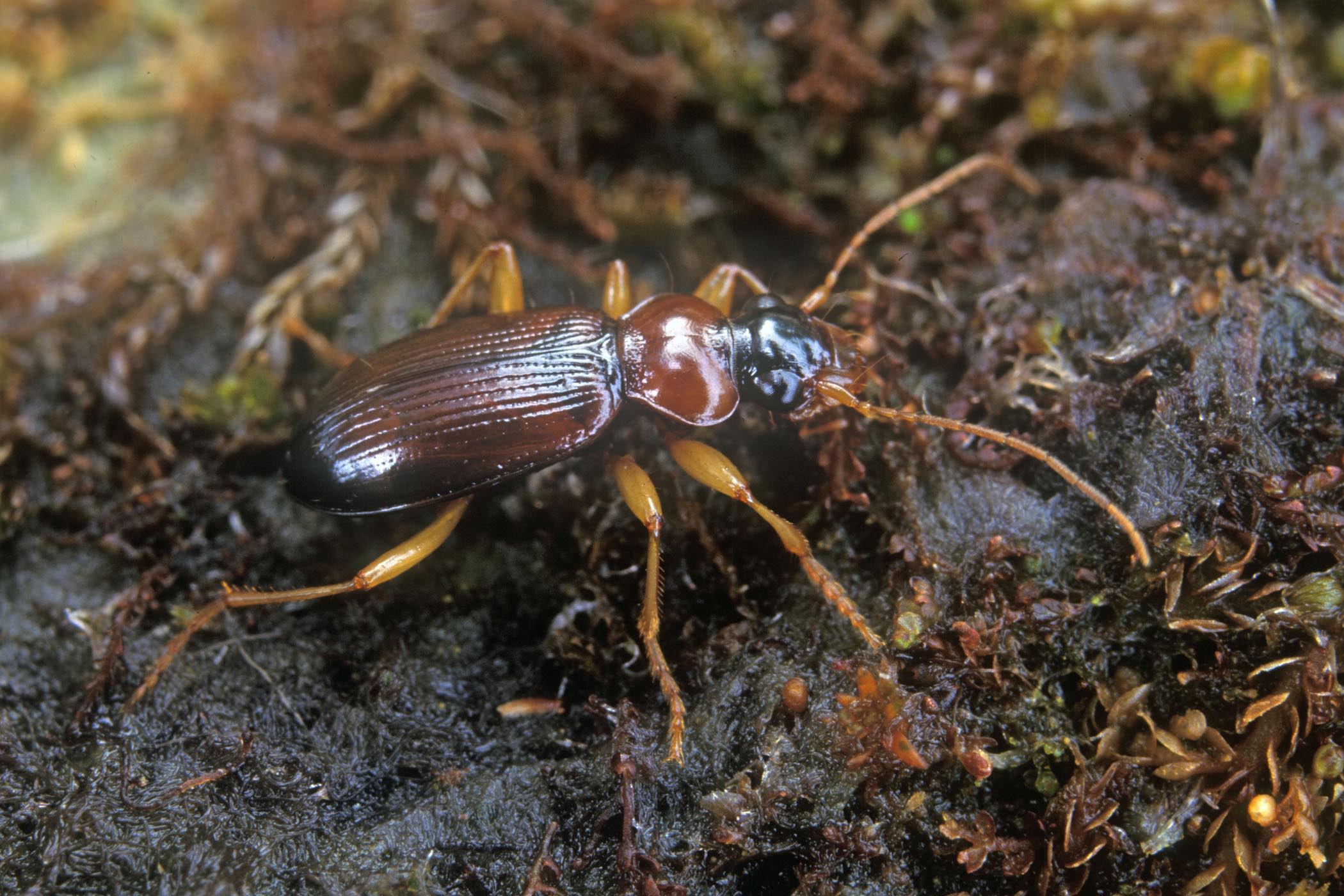 Leistus terminatus