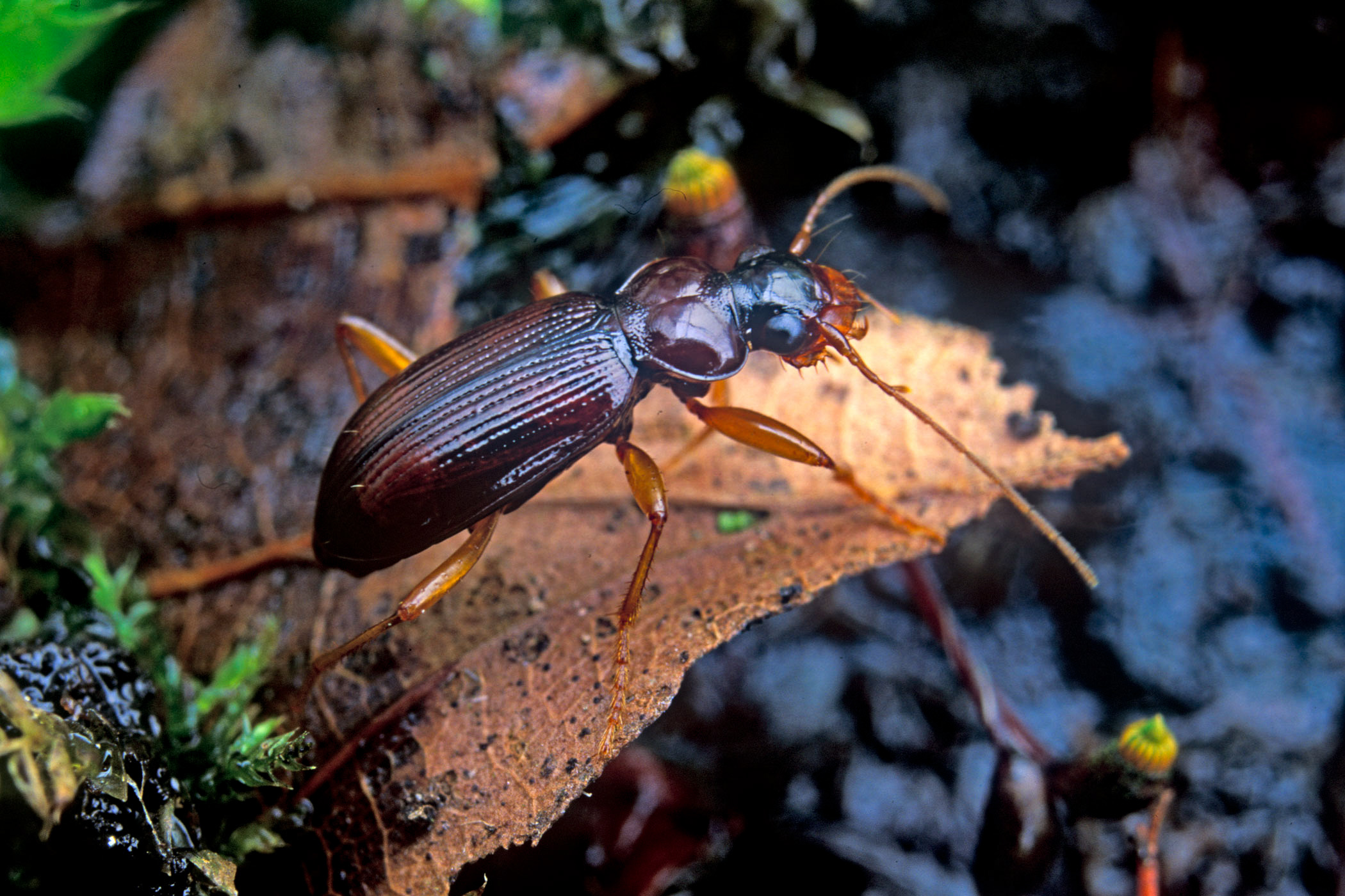 Leistus terminatus