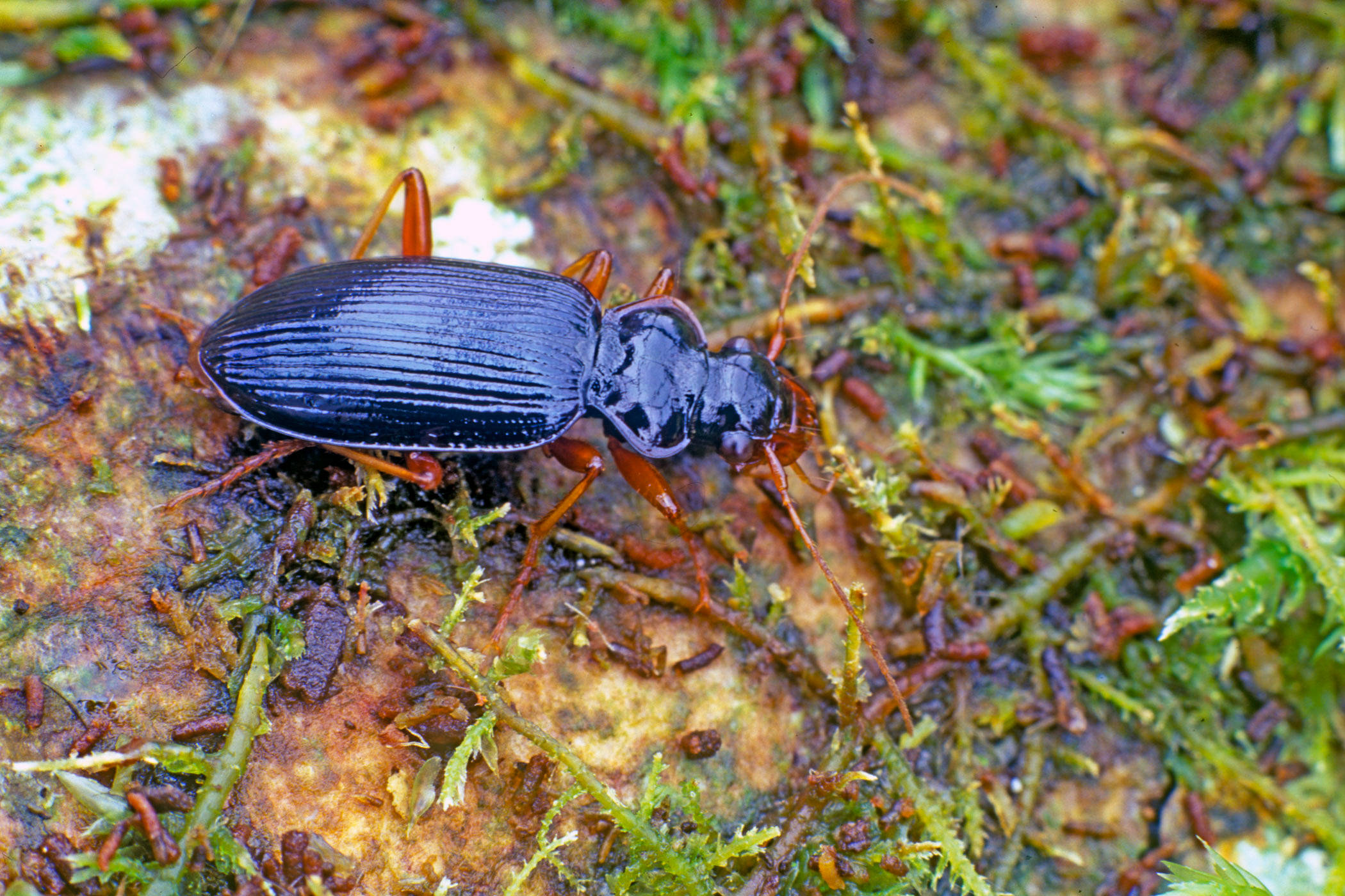 Leistus rufomarginatus