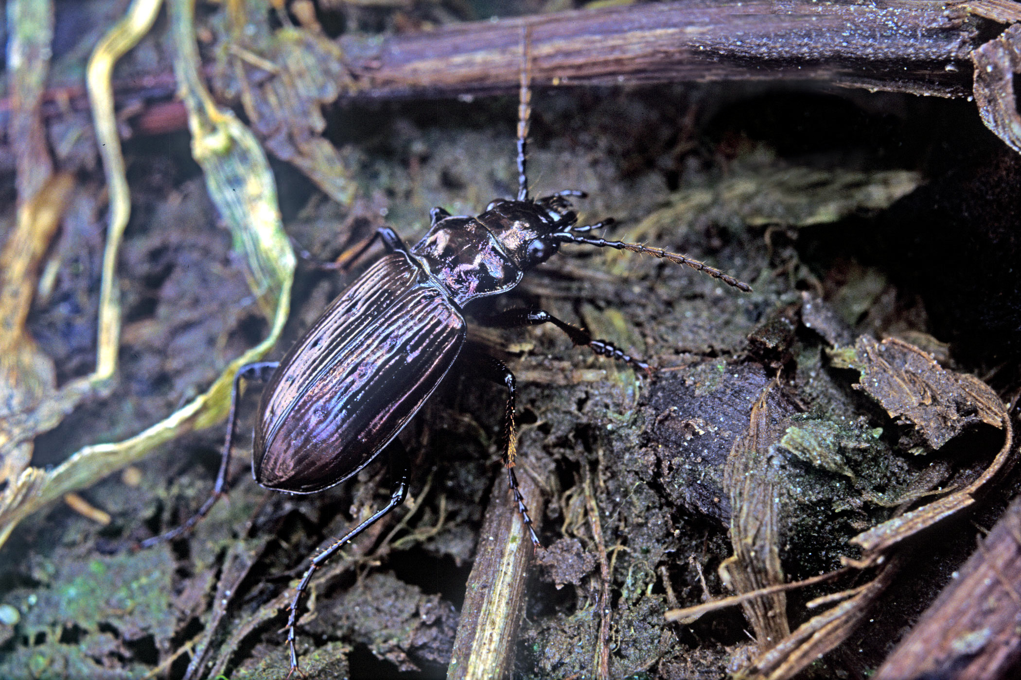 Pelophila borealis