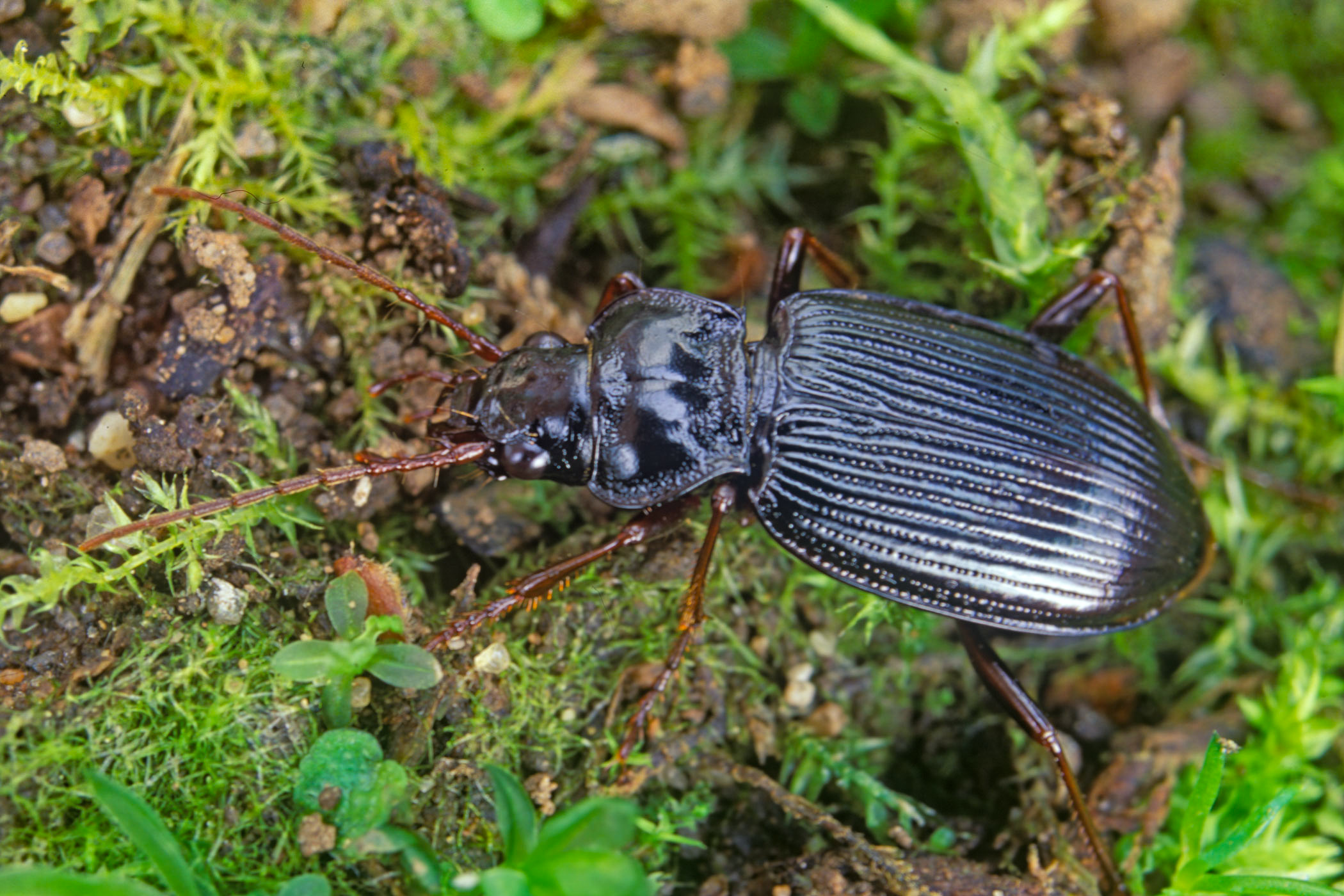 Nebria brevicollis