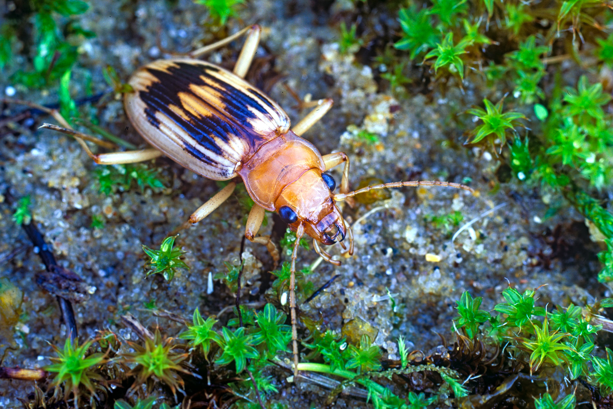 Eurynebria complanata