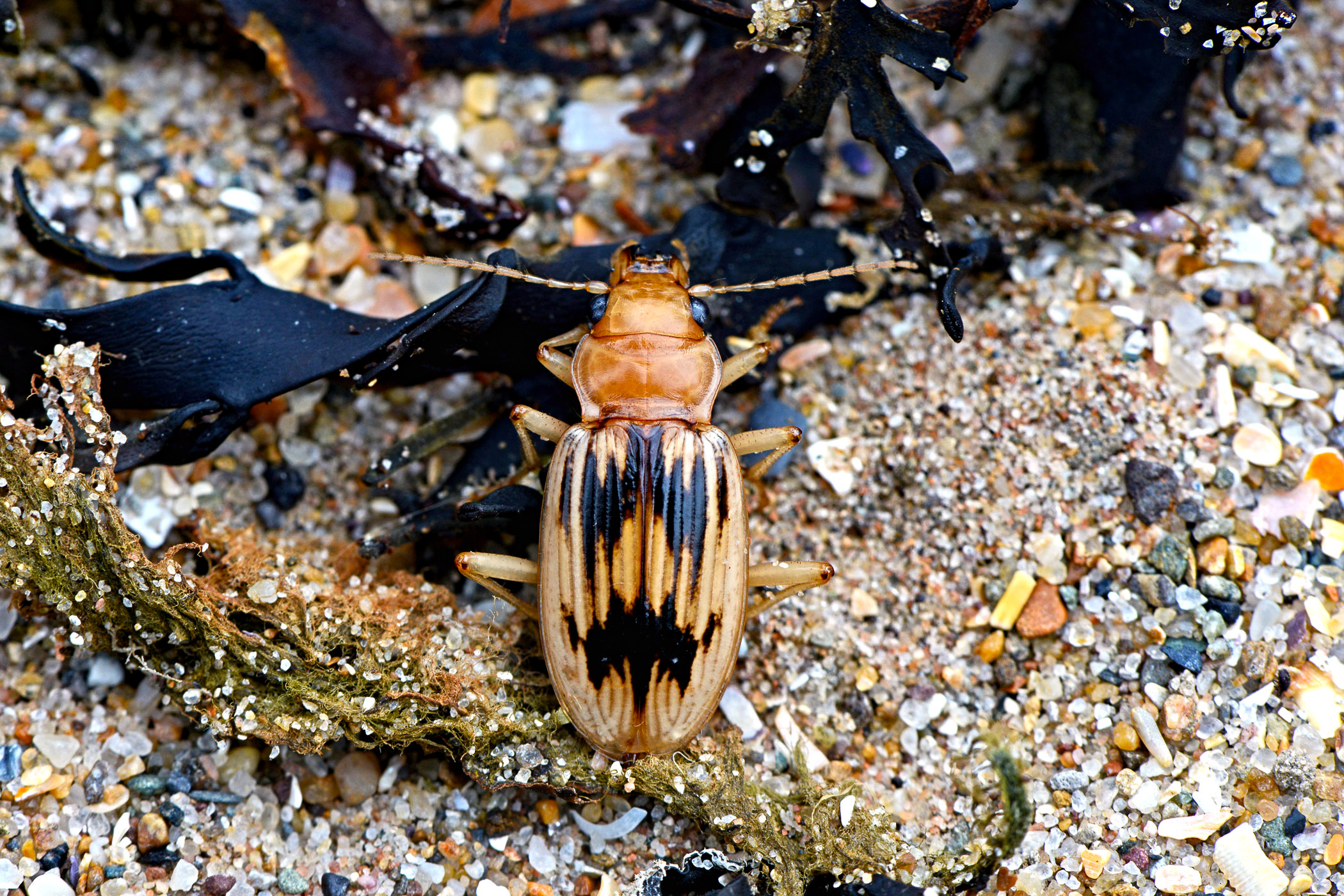 Eurynebria complanata