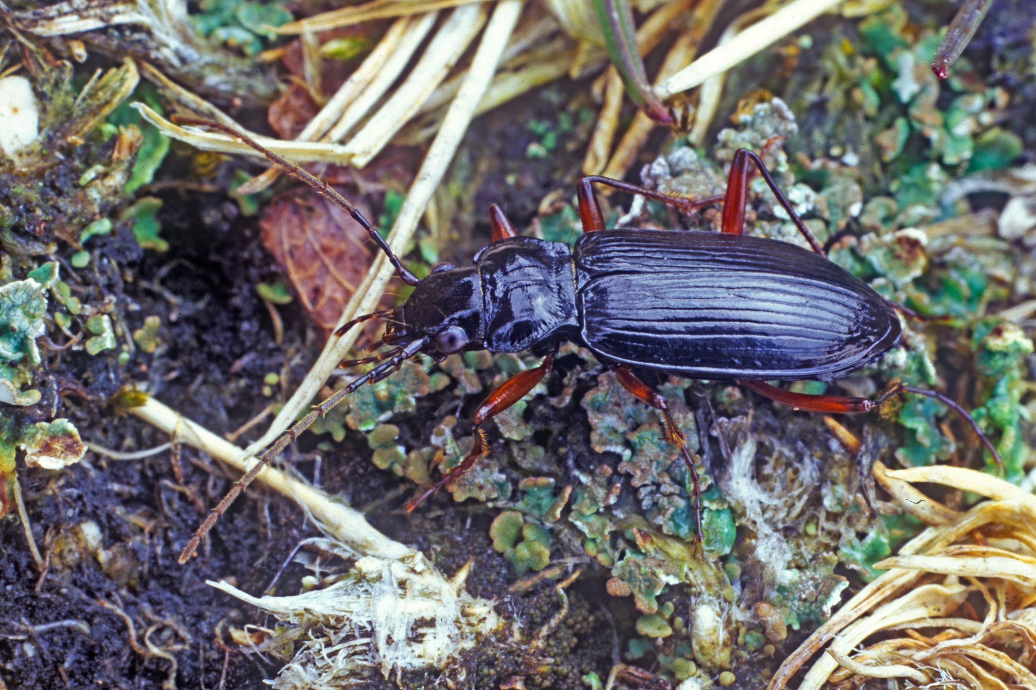 Nebria rufescens