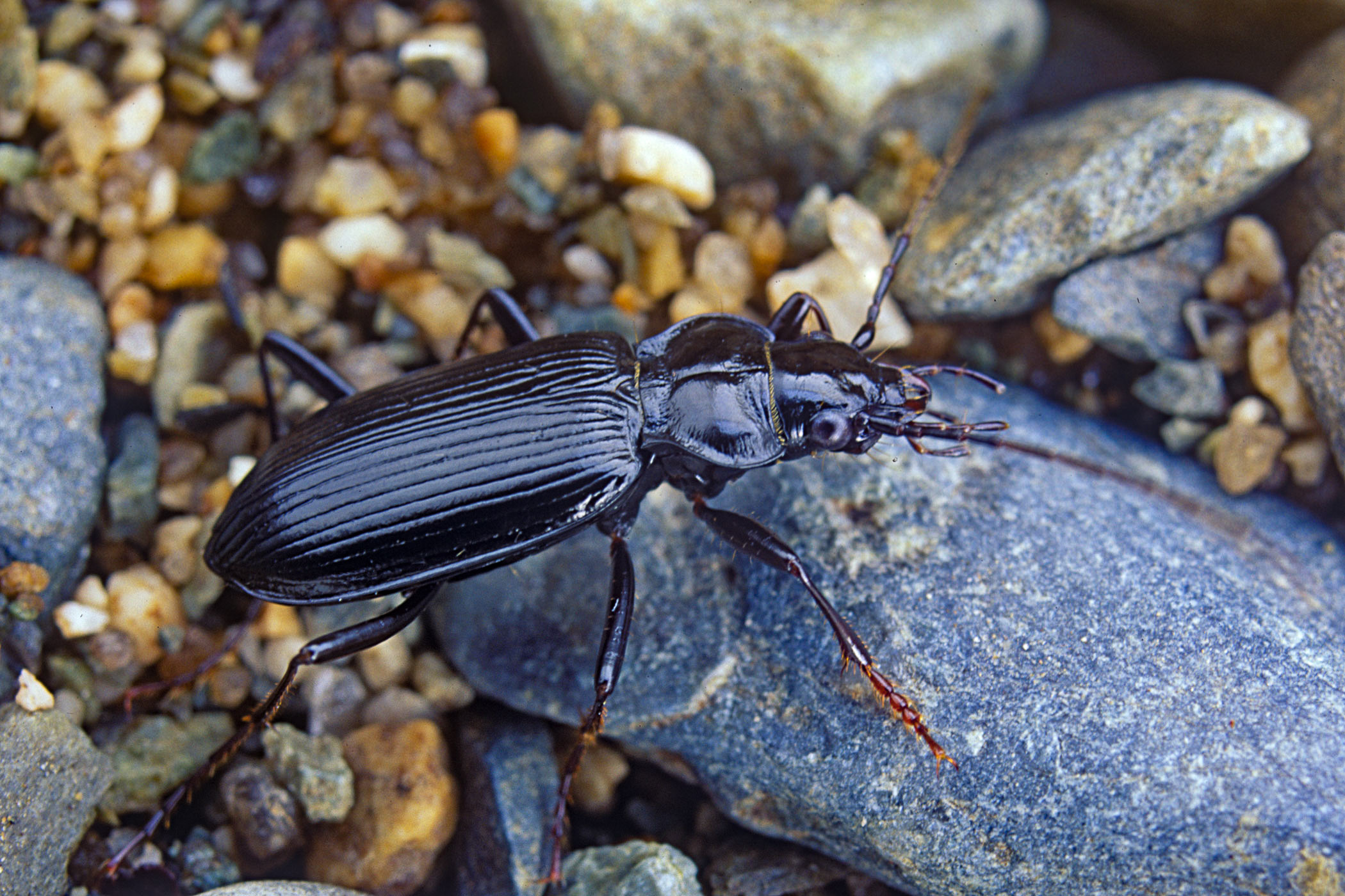 Nebria rufescens