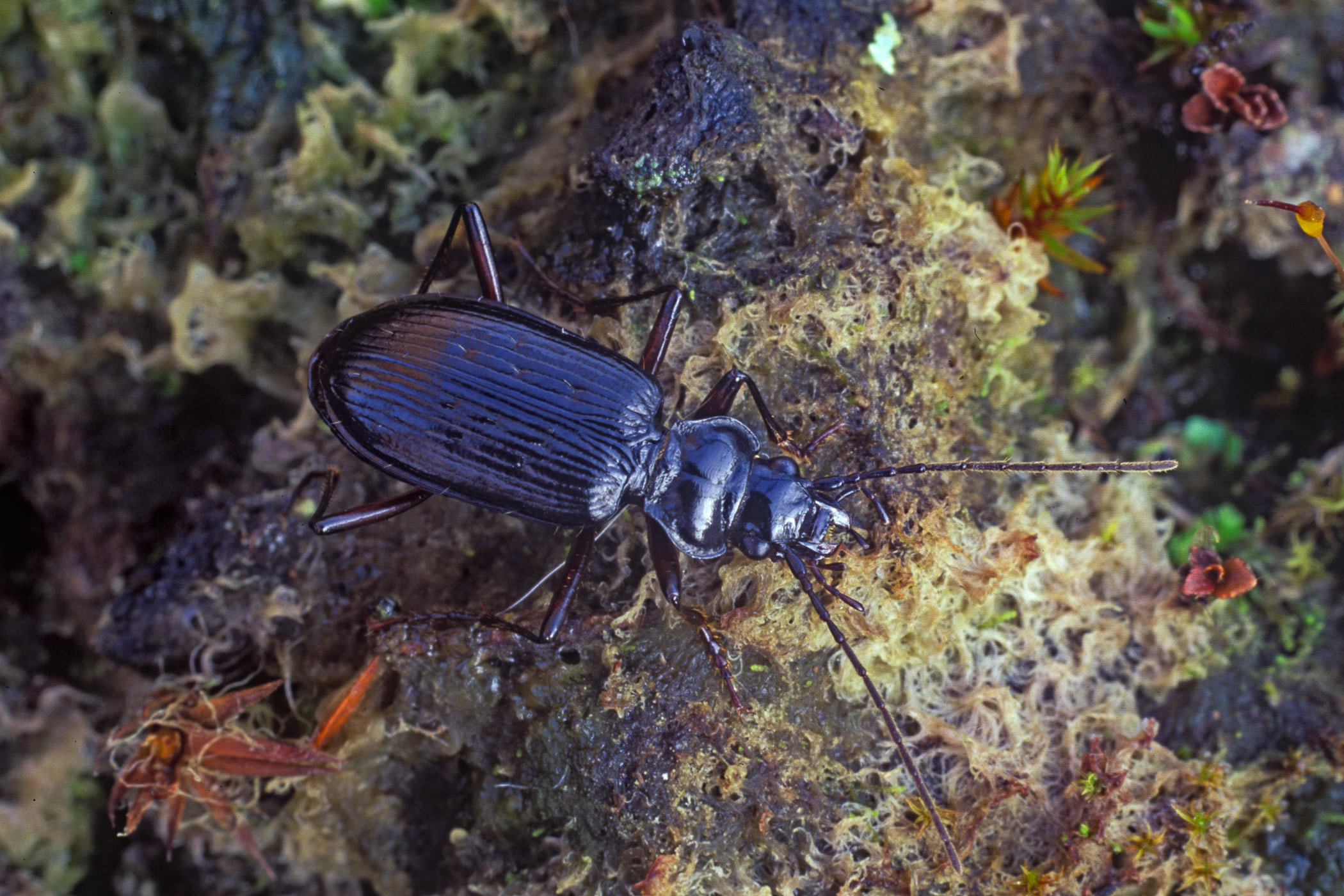 Nebria nivalis