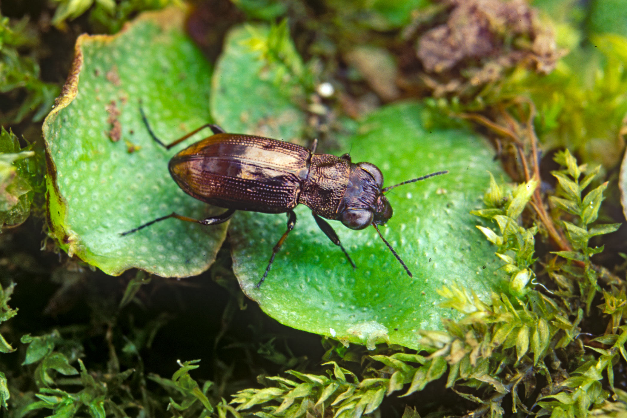 Notiophilus biguttatus