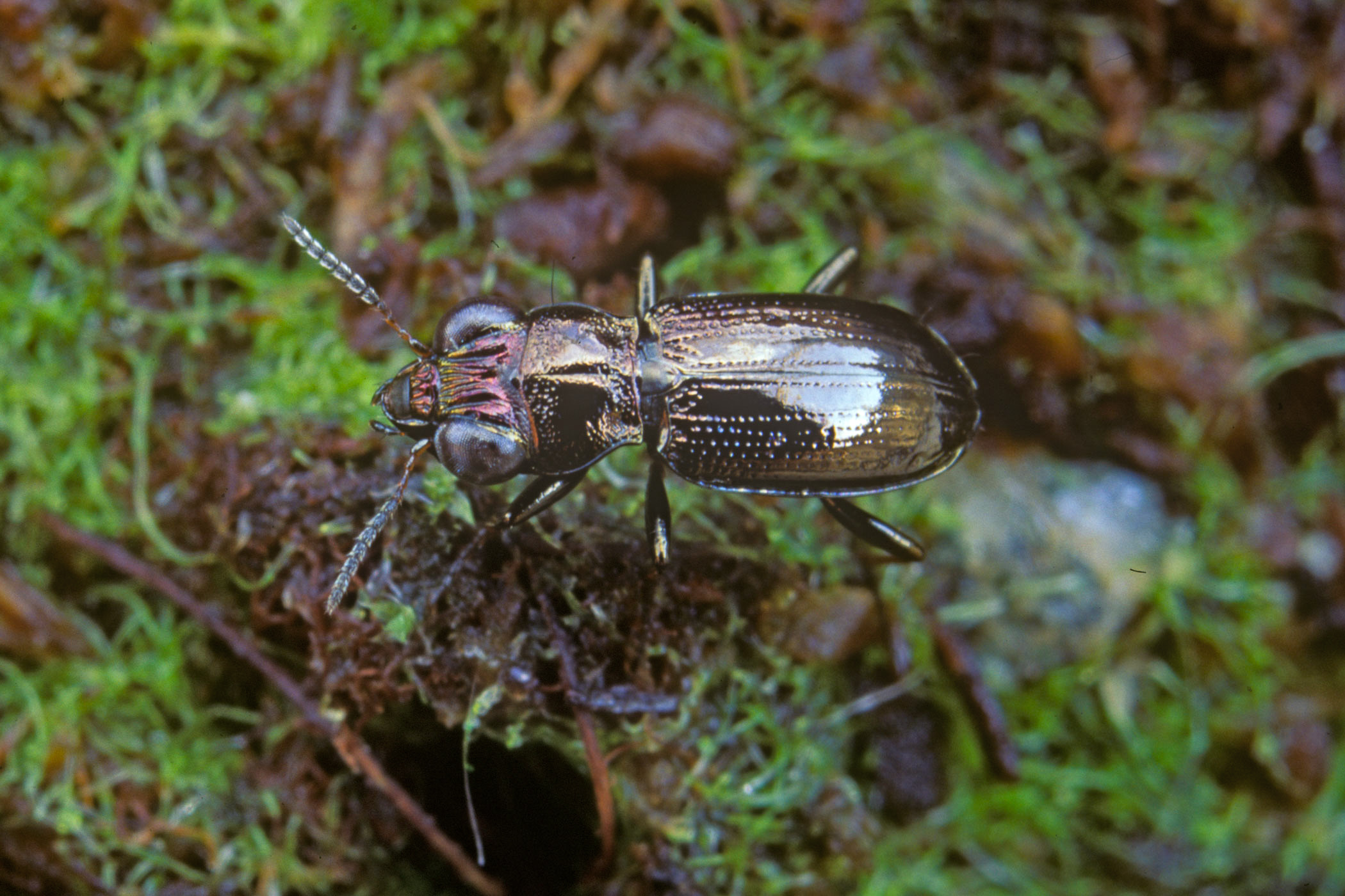 Notiophilus palustris