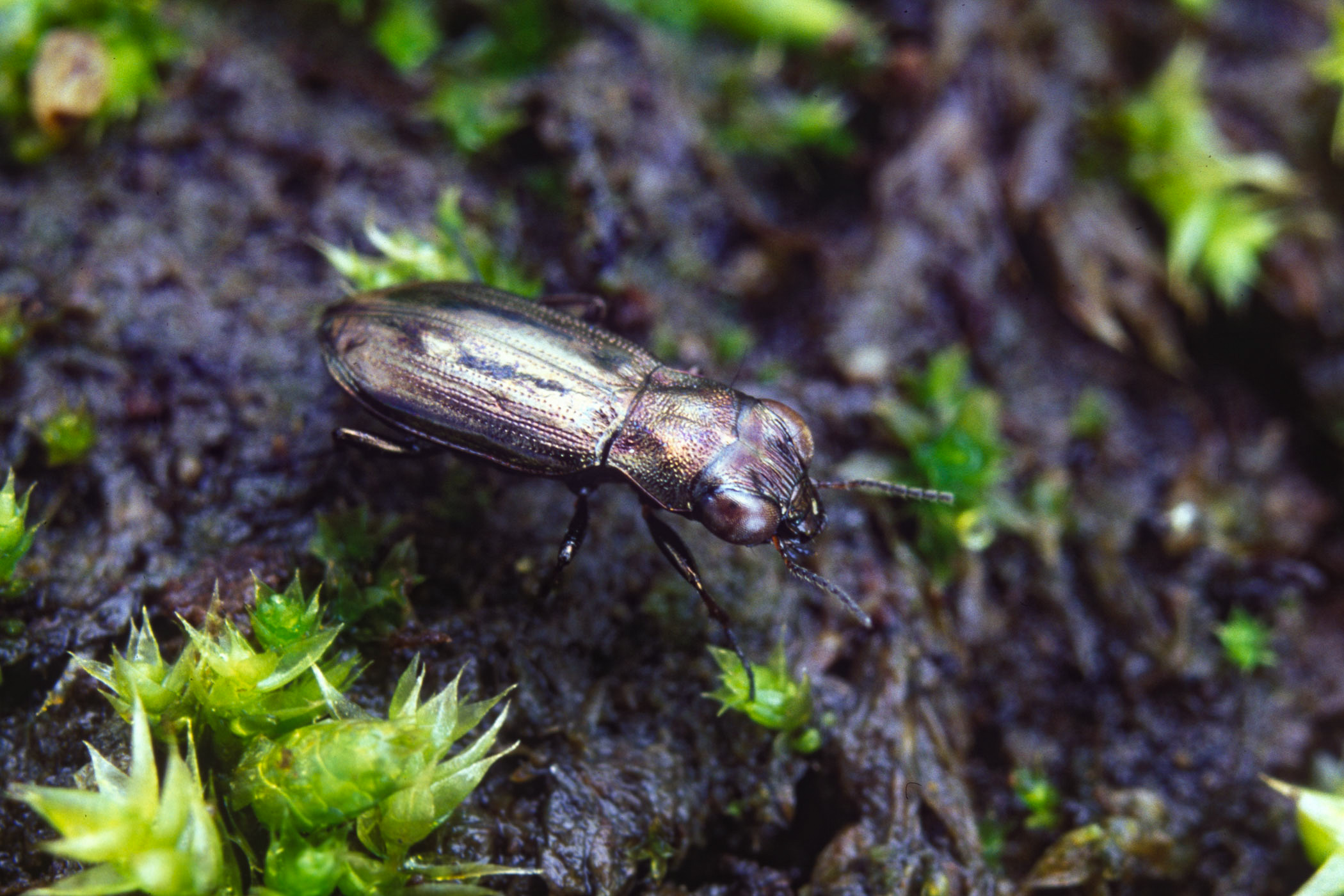 Notiophilus substriatus