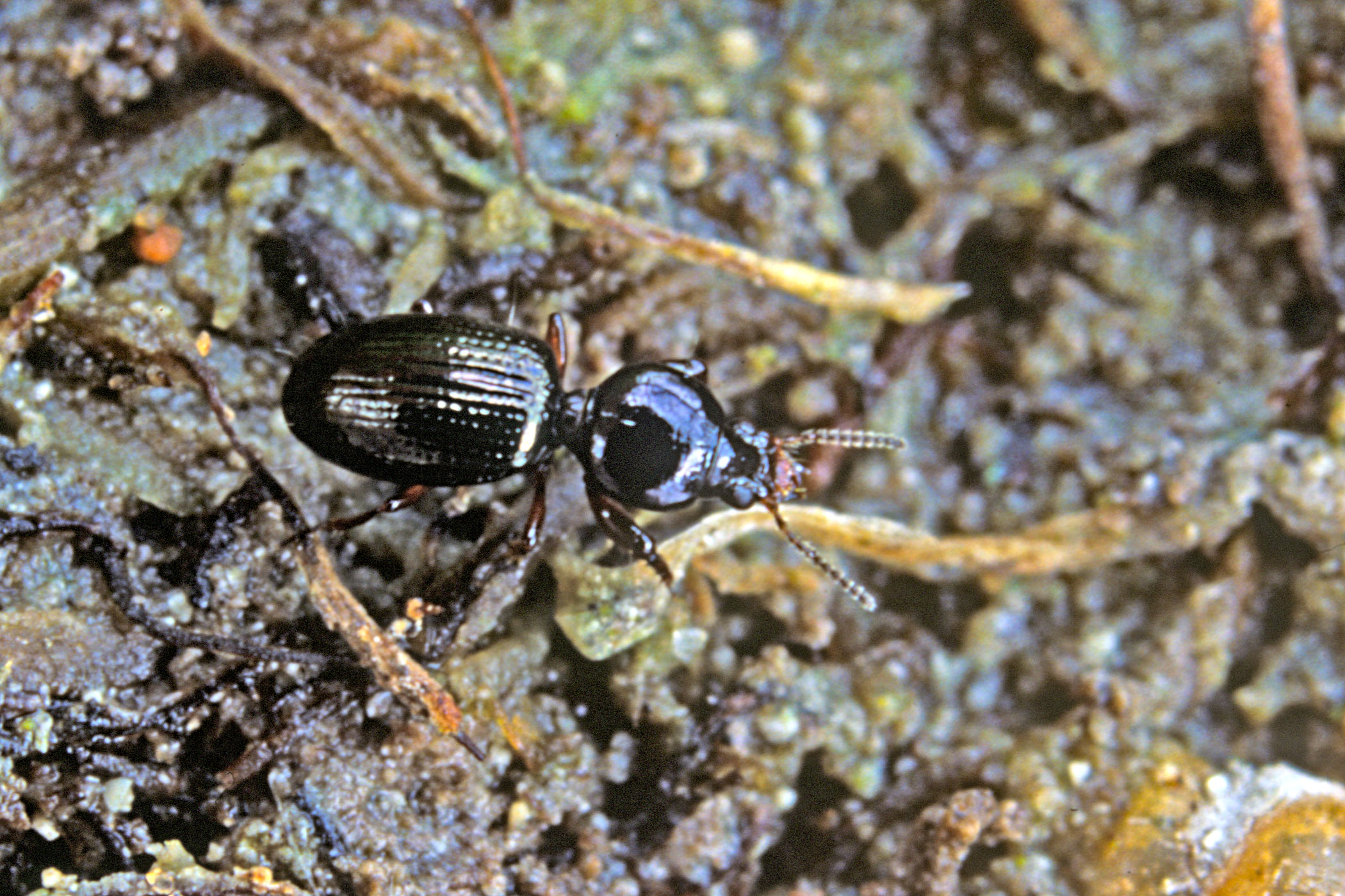 Dyschirius globosus