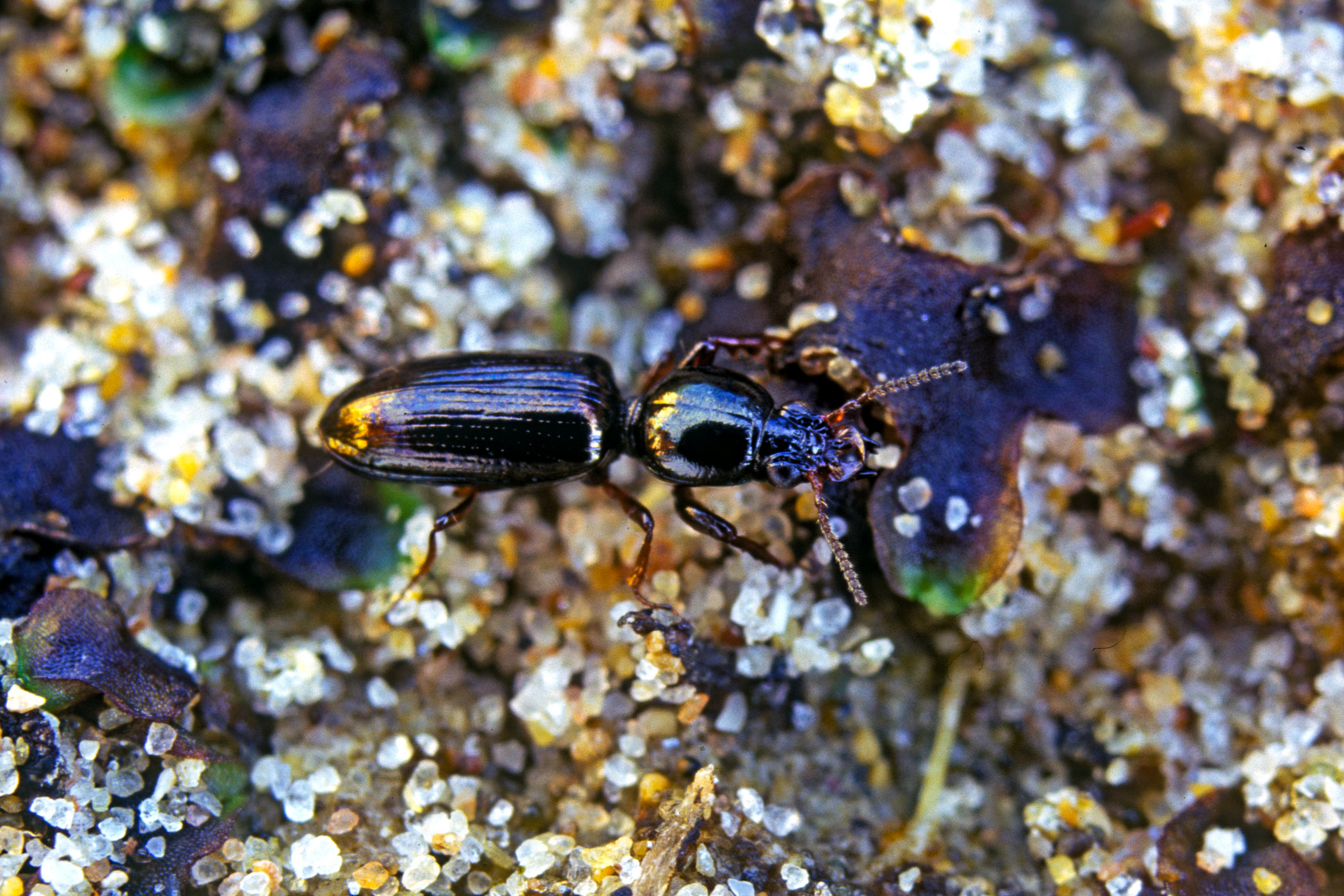 Dyschirius politus