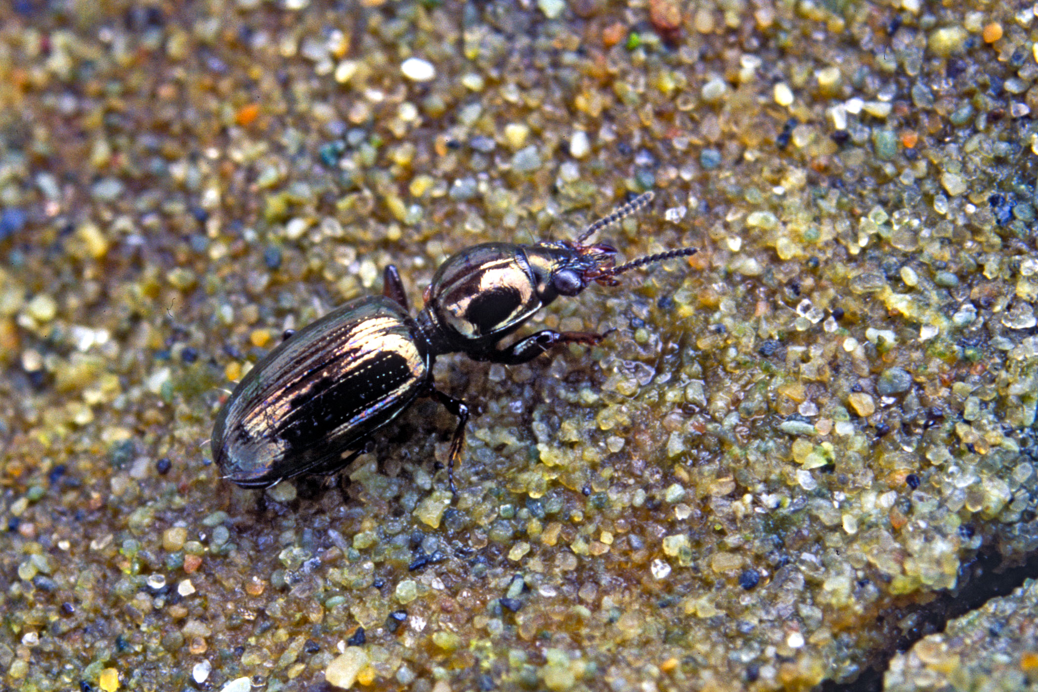 Dyschirius thoracicus