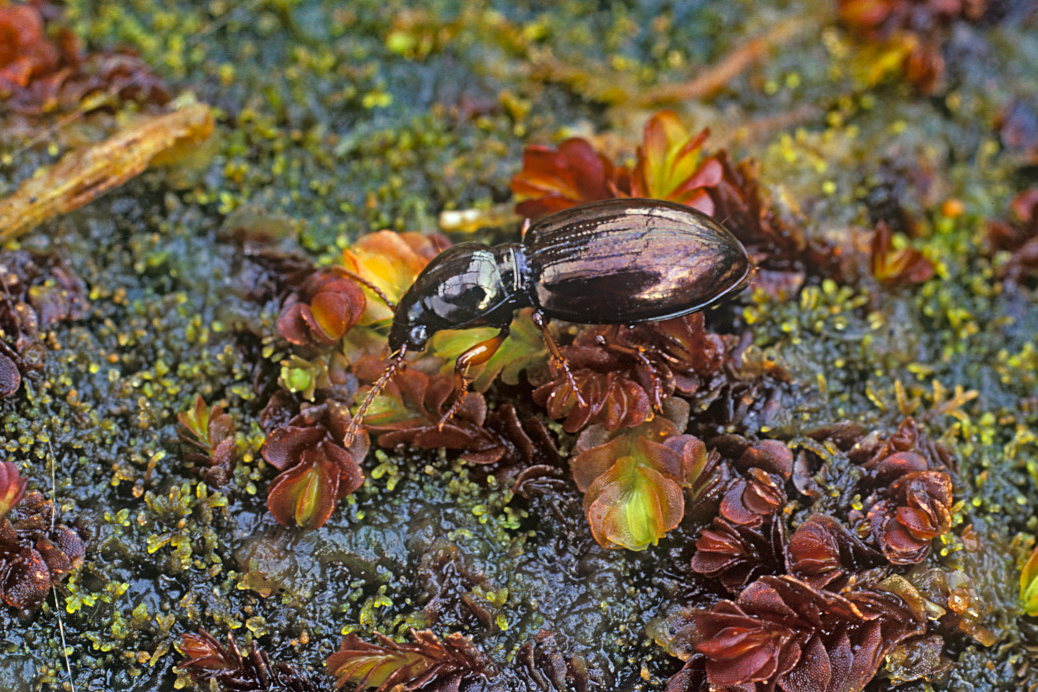 Miscodera arctica