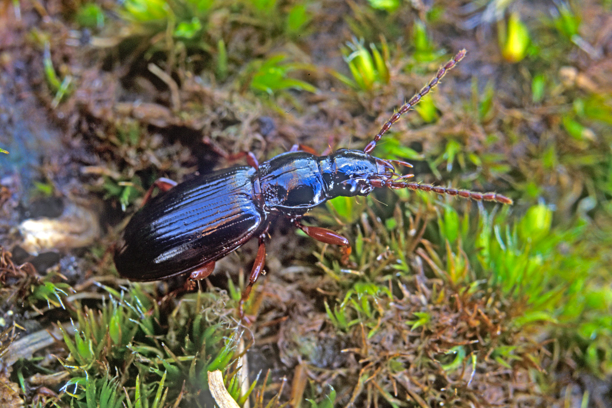 Patrobus assimilis