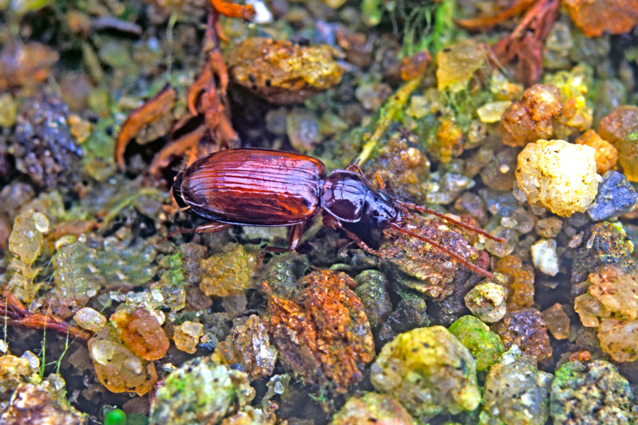 Trechus quadristriatus