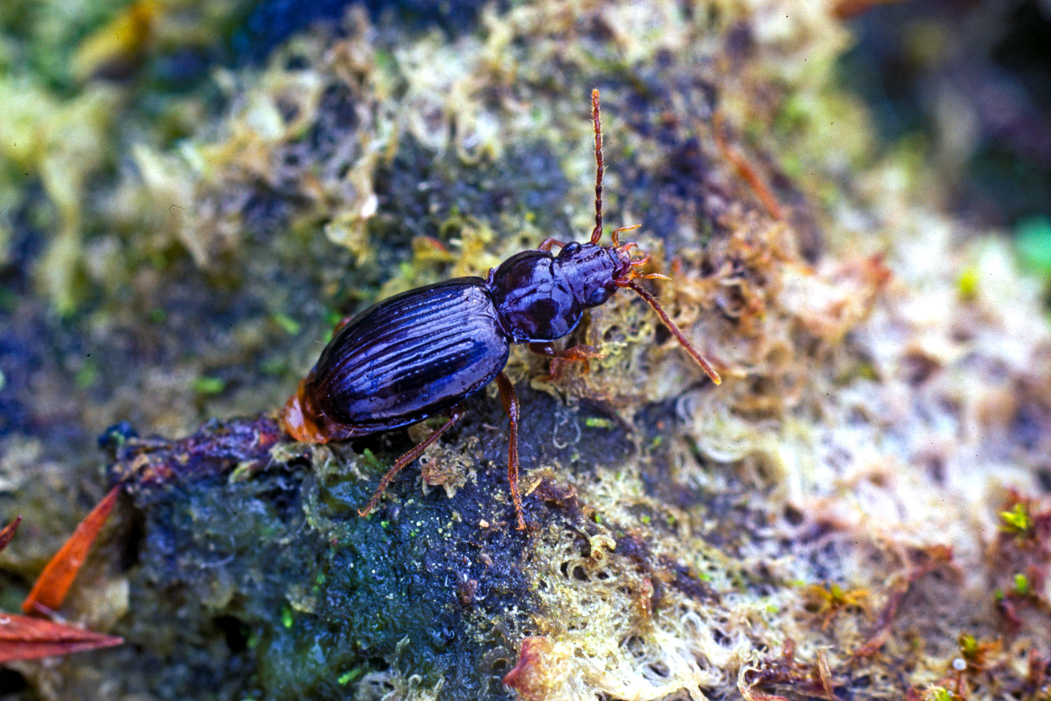 Epaphius rivularis