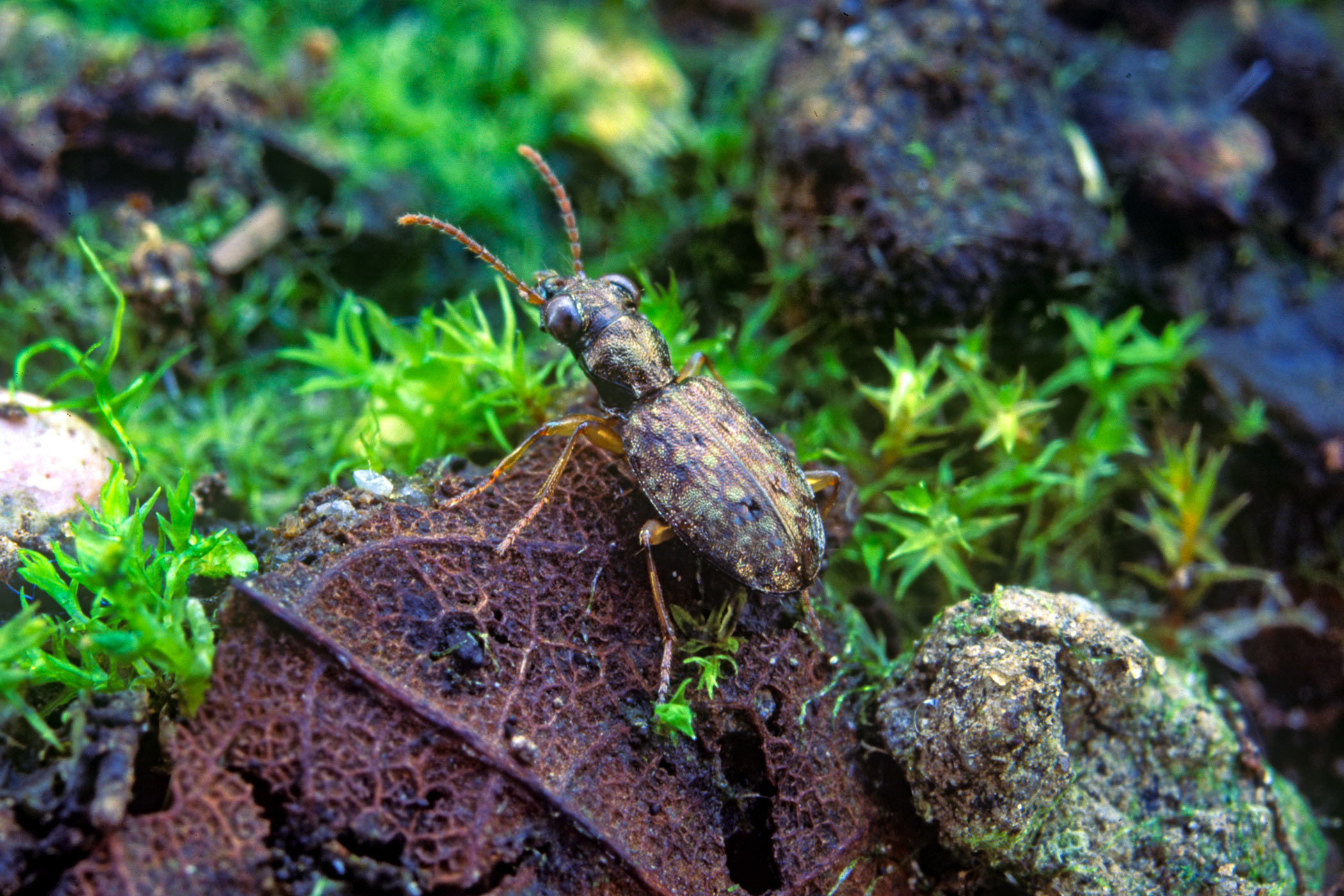 Asaphidion curtum