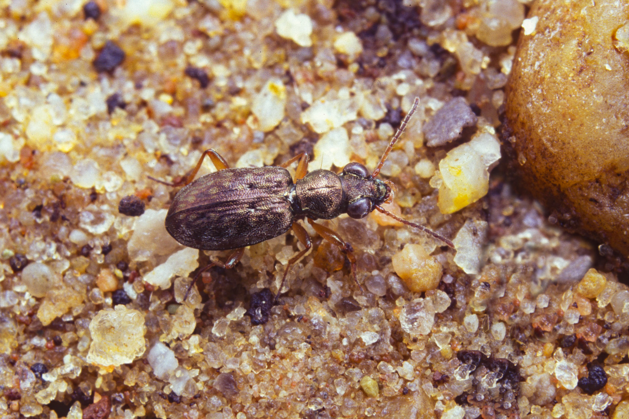 Asaphidion flavipes