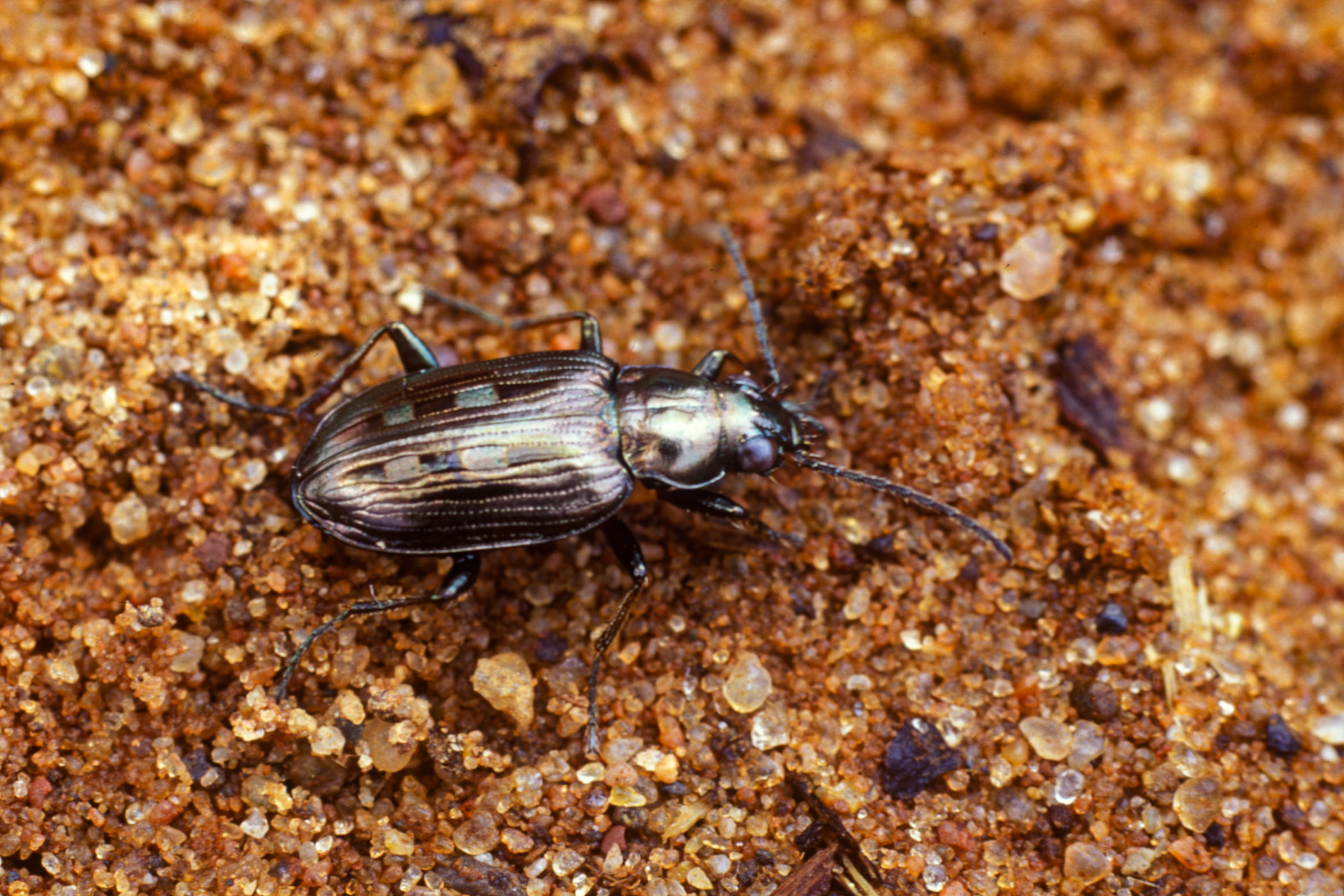 Bracteon argenteolum