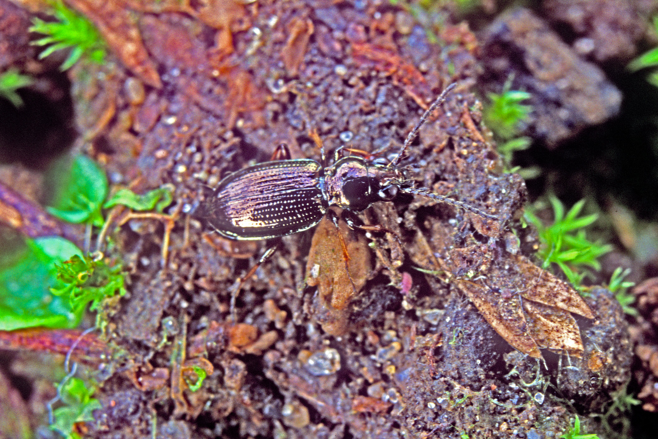 Bembidion lampros