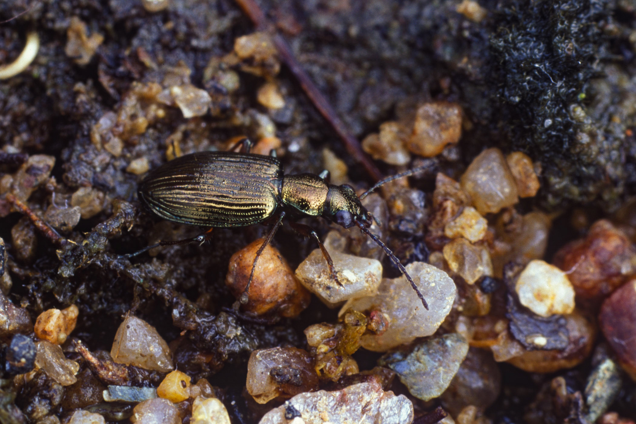 Bembidion punctulatum