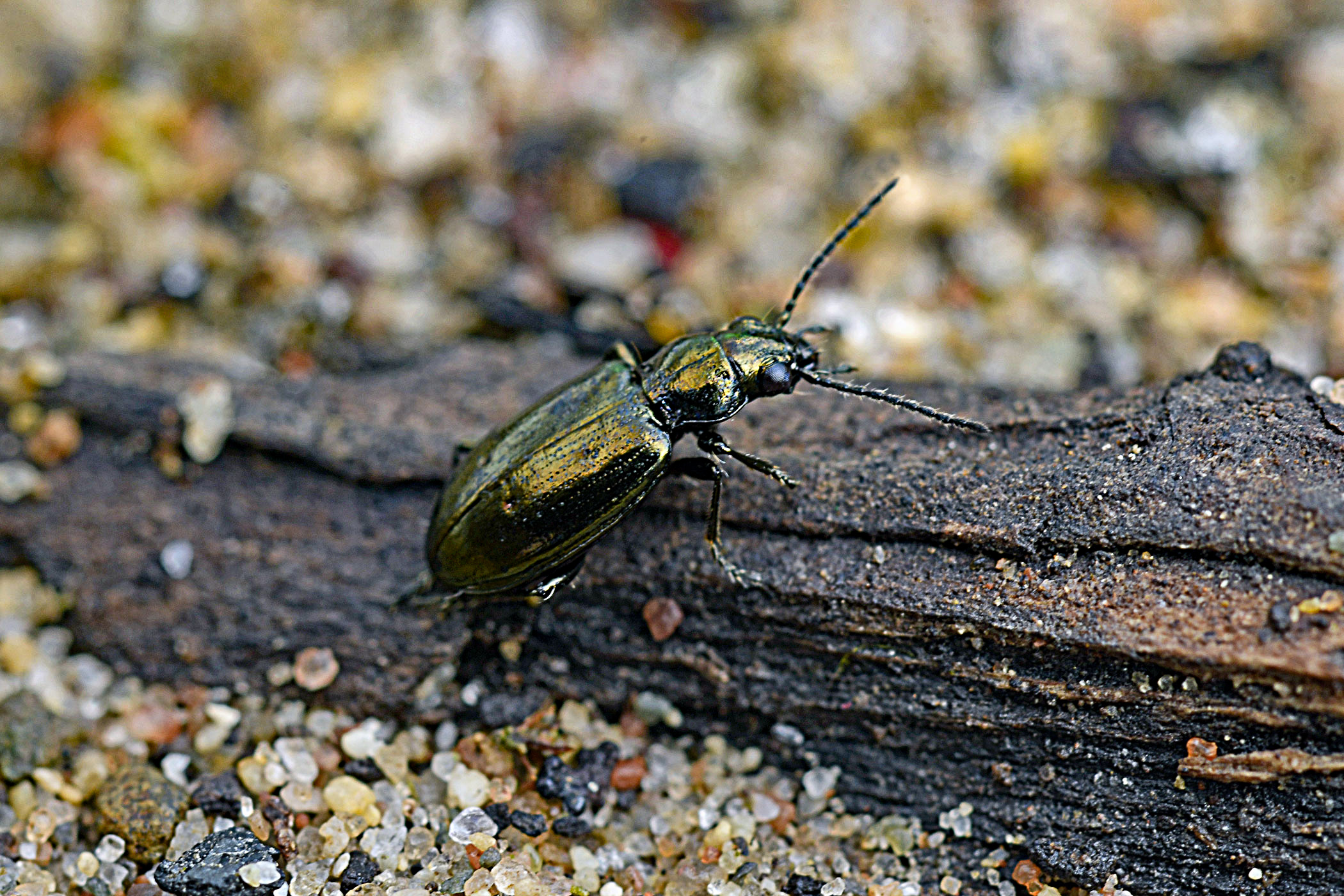 Bembidion bipunctatum