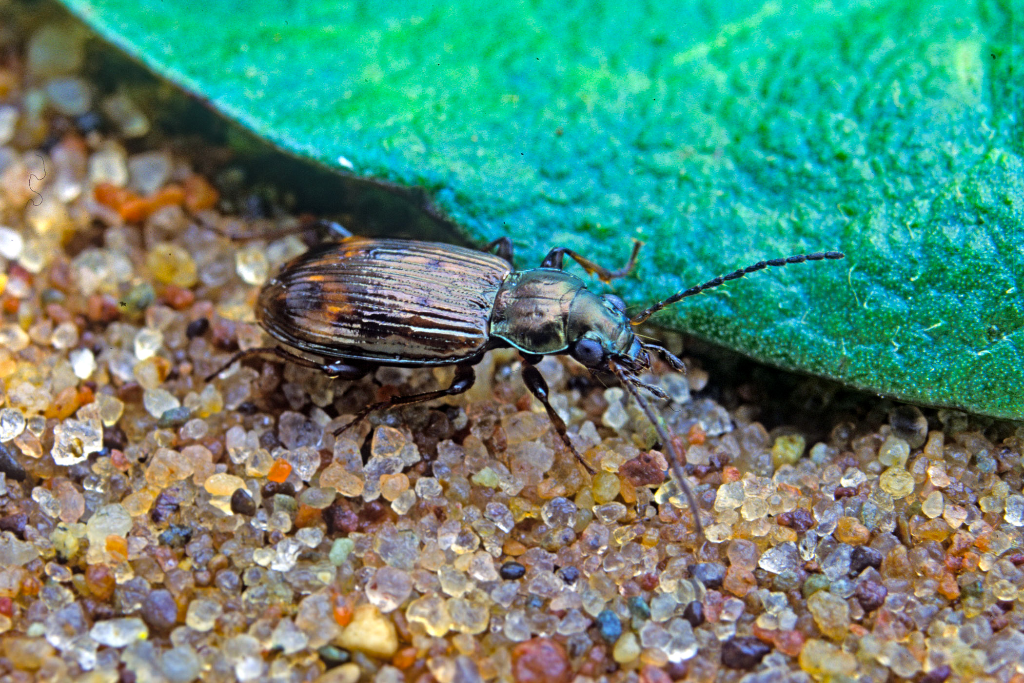 Bembidion dentellum