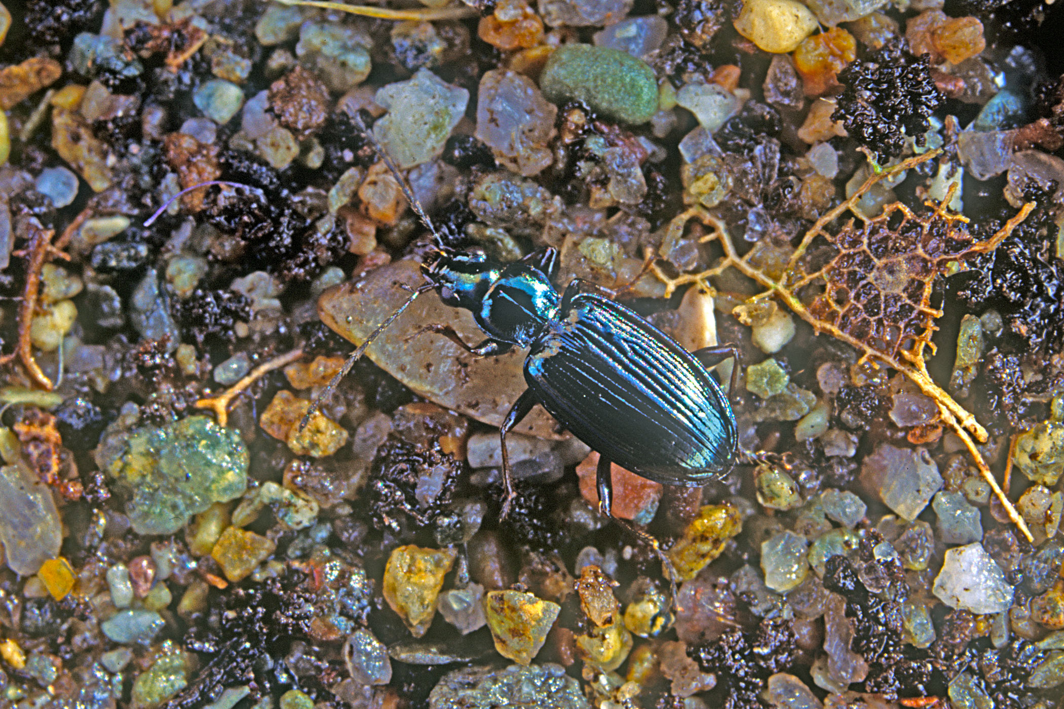 Bembidion atrocaeruleum